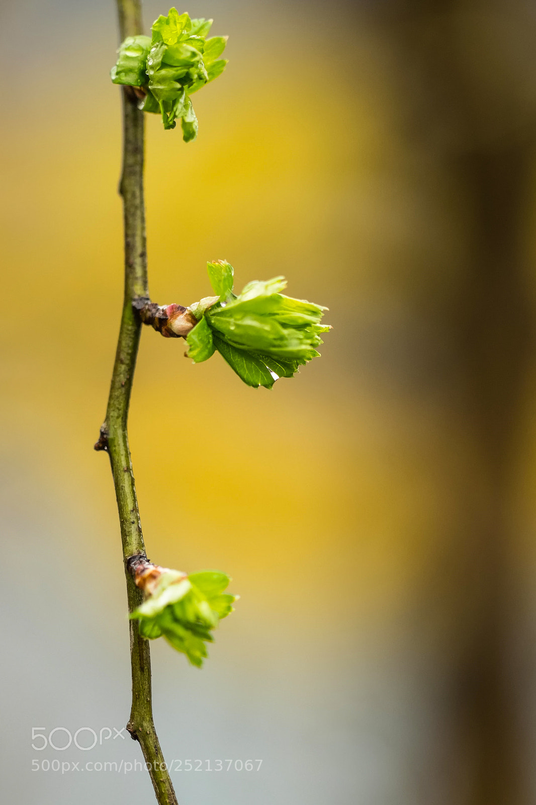 Fujifilm X-T1 sample photo. Growing photography