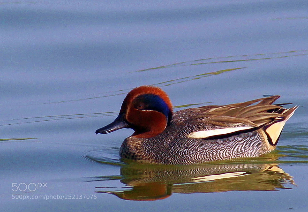 Canon EOS 700D (EOS Rebel T5i / EOS Kiss X7i) sample photo. Common teal ( anas crecca ) photography