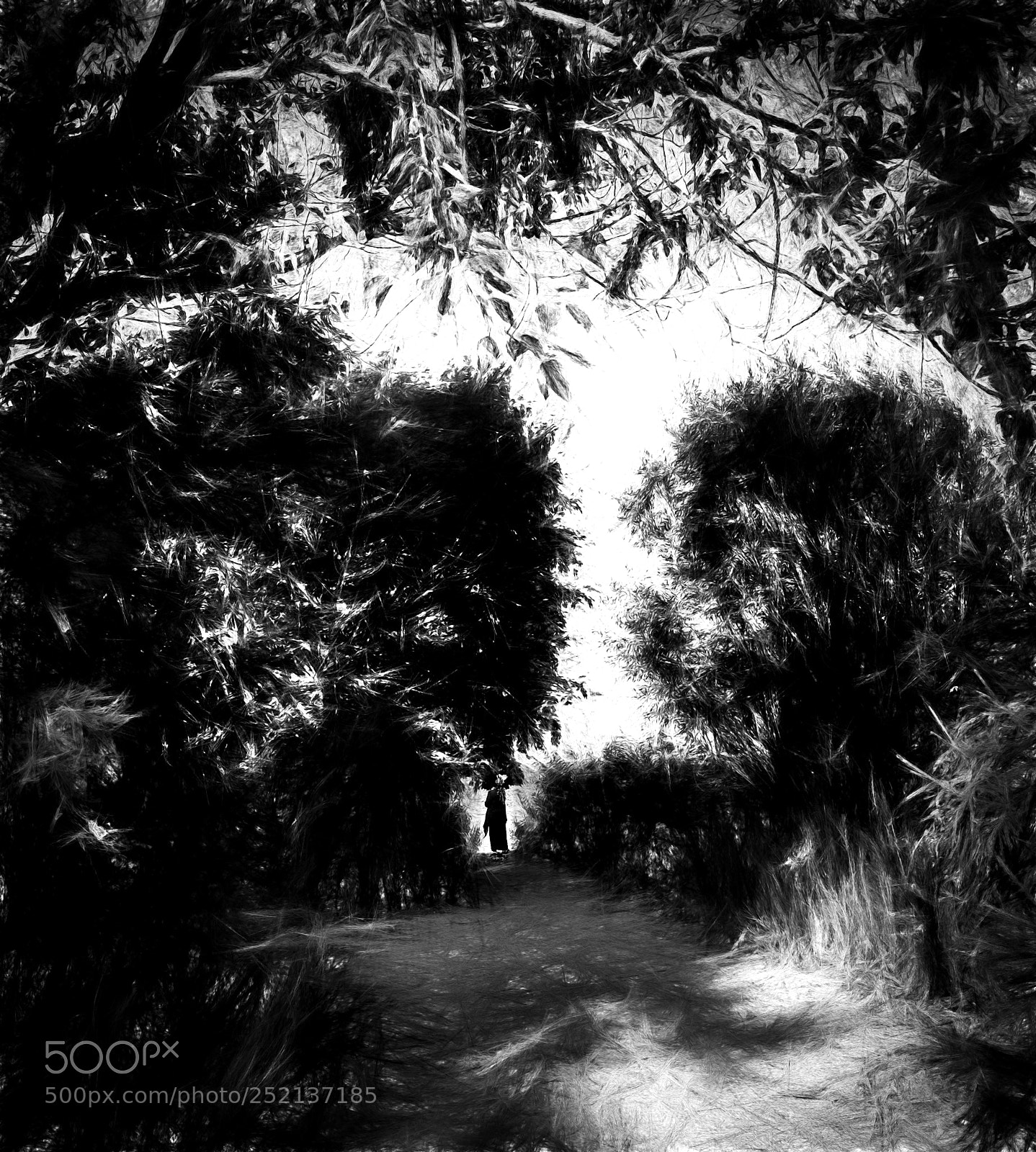 Canon EOS-1D X sample photo. Black silhouette... photography