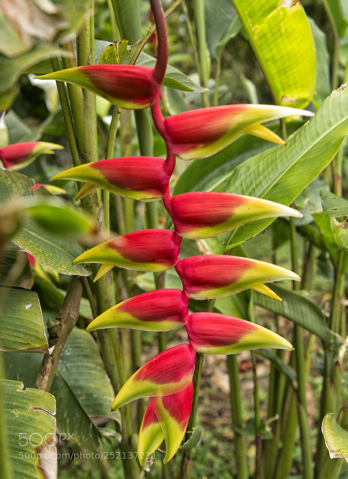Nikon D800E sample photo. Heliconia photography