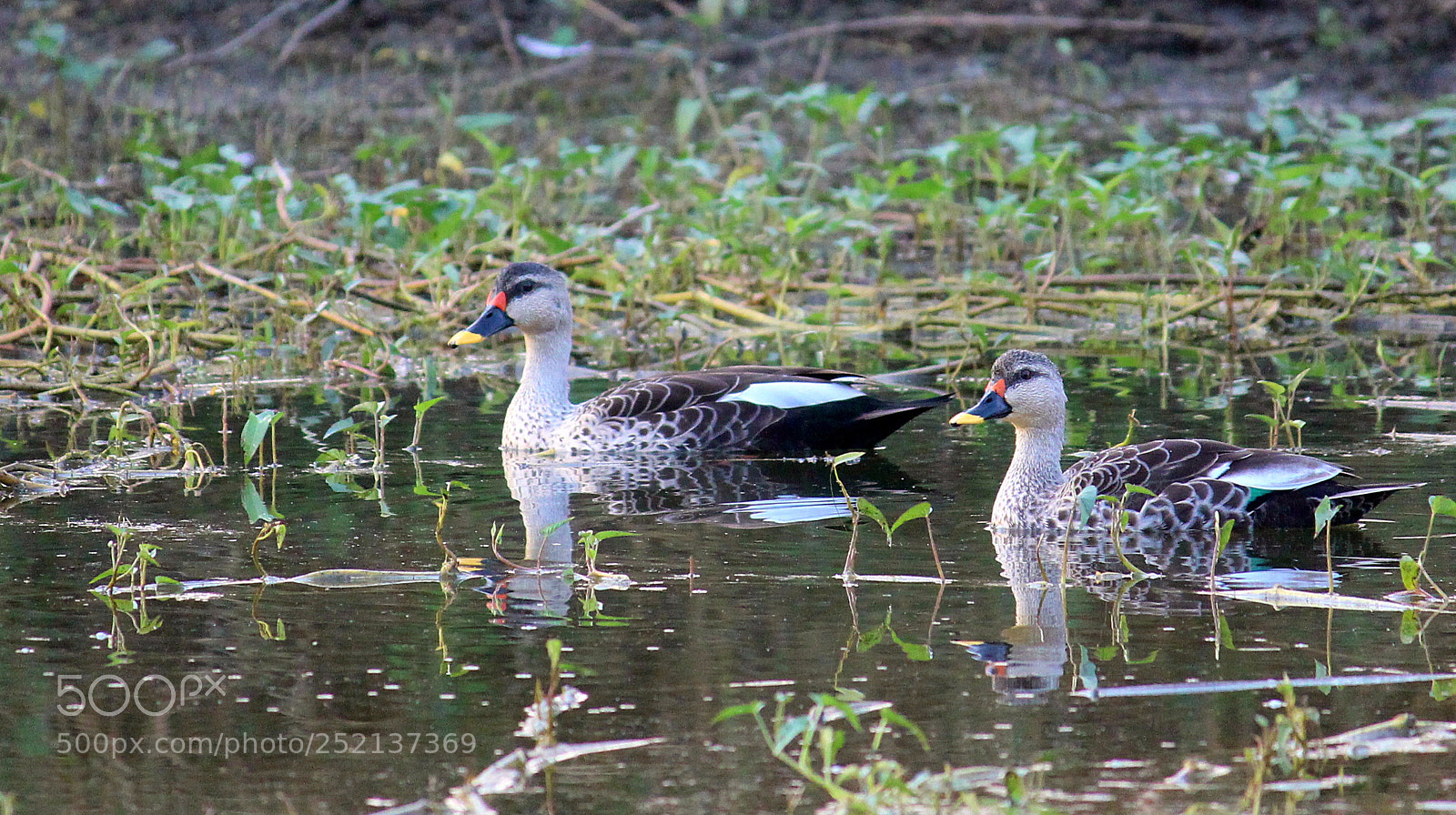 Canon EOS 700D (EOS Rebel T5i / EOS Kiss X7i) sample photo. Indian spot bill duck photography