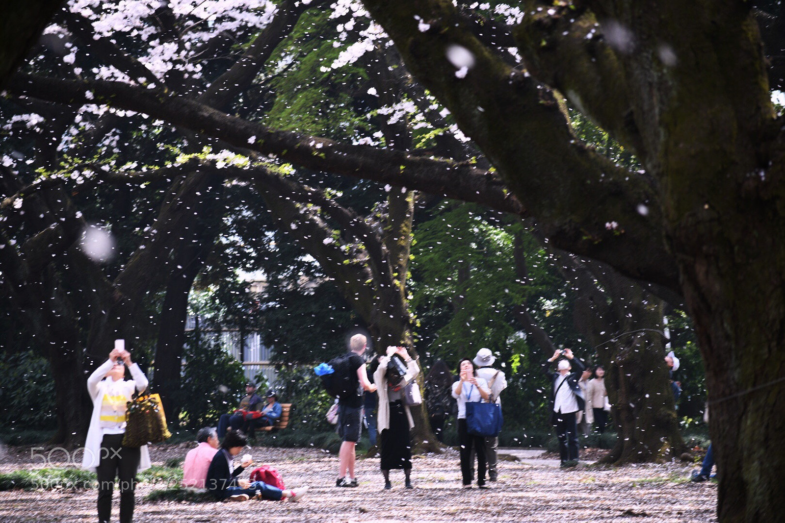 Nikon D7500 sample photo. Sakura storm photography