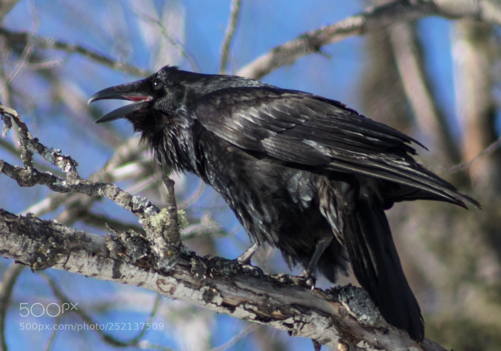 Canon EOS 750D (EOS Rebel T6i / EOS Kiss X8i) sample photo. Raven photography