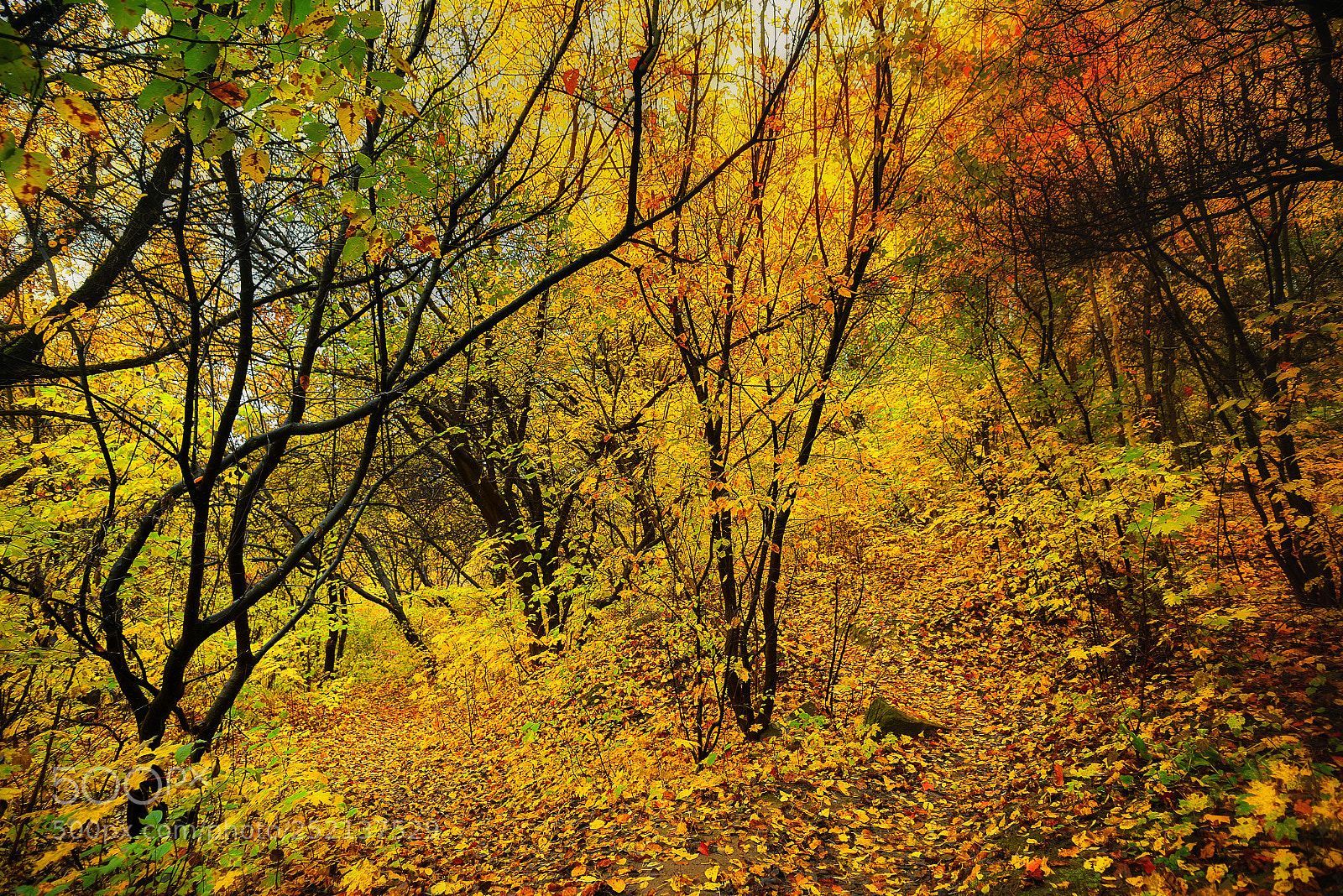 Nikon D800E sample photo. Colors photography