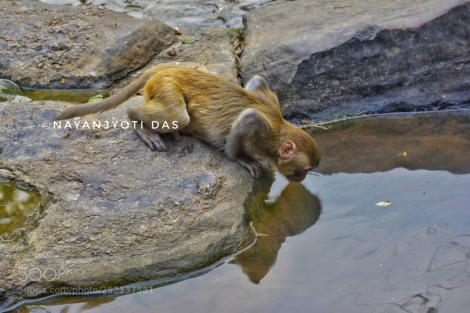 Nikon D5200 sample photo. || thirsty monkey || photography