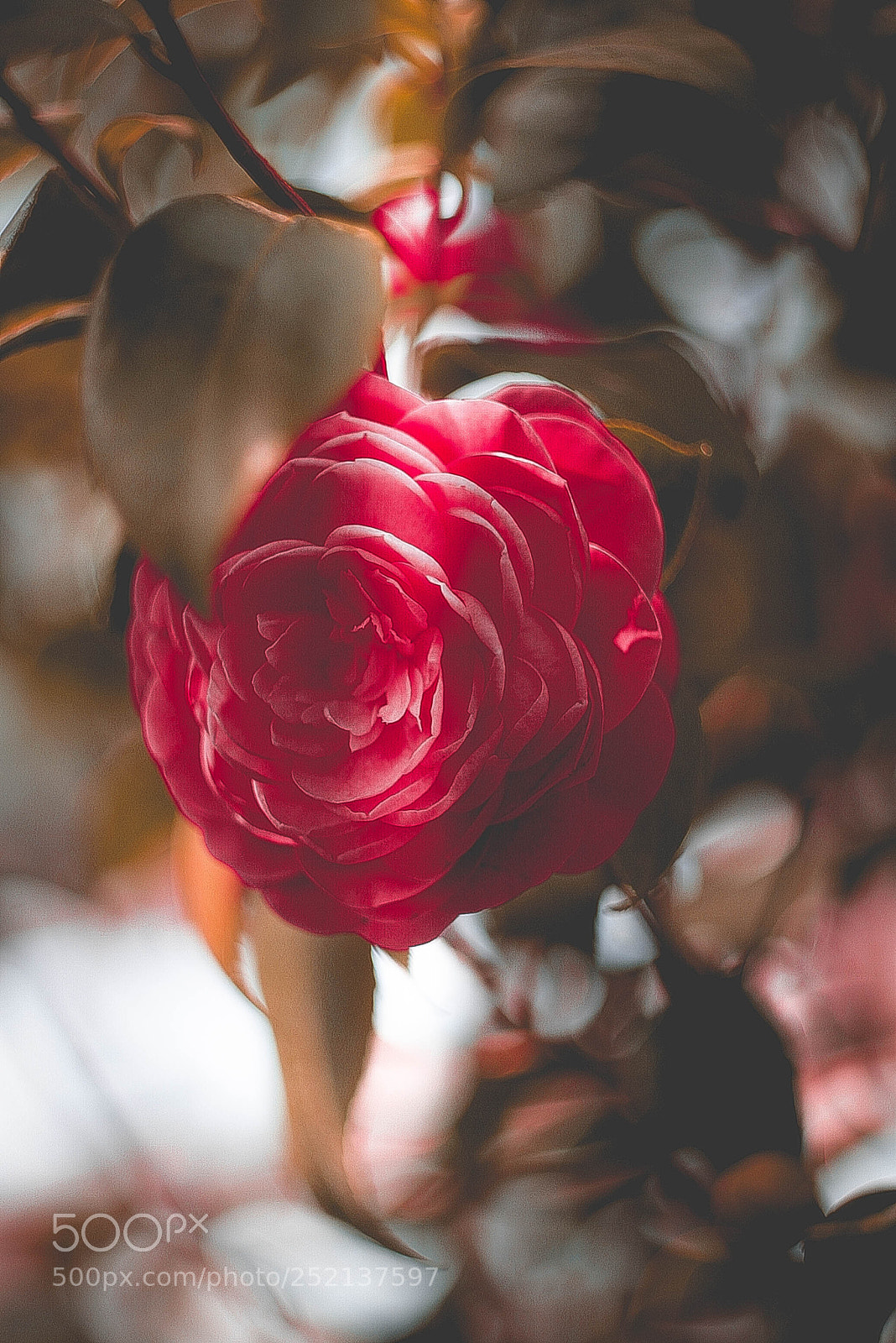 Canon EOS-1D Mark II N sample photo. Img photography