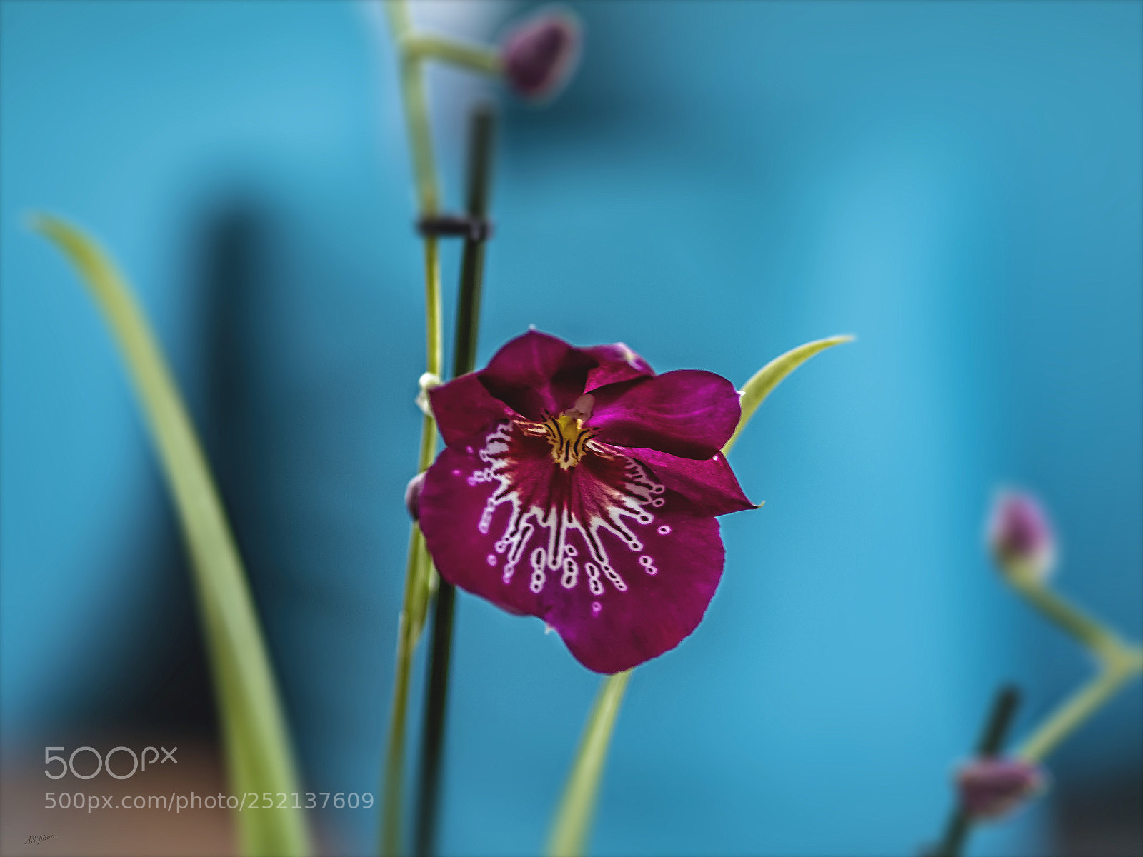 Olympus OM-D E-M1 Mark II sample photo. Miltonia orchid photography