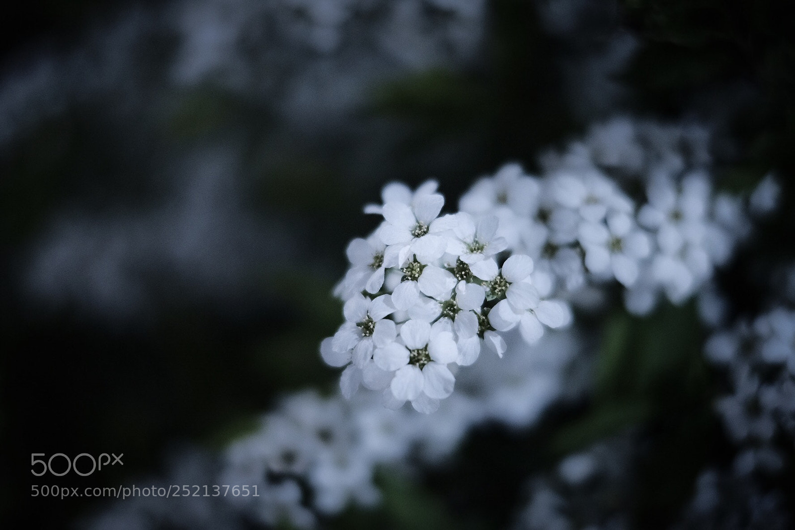 Fujifilm X-T20 sample photo. Thunberg's meadowsweet photography