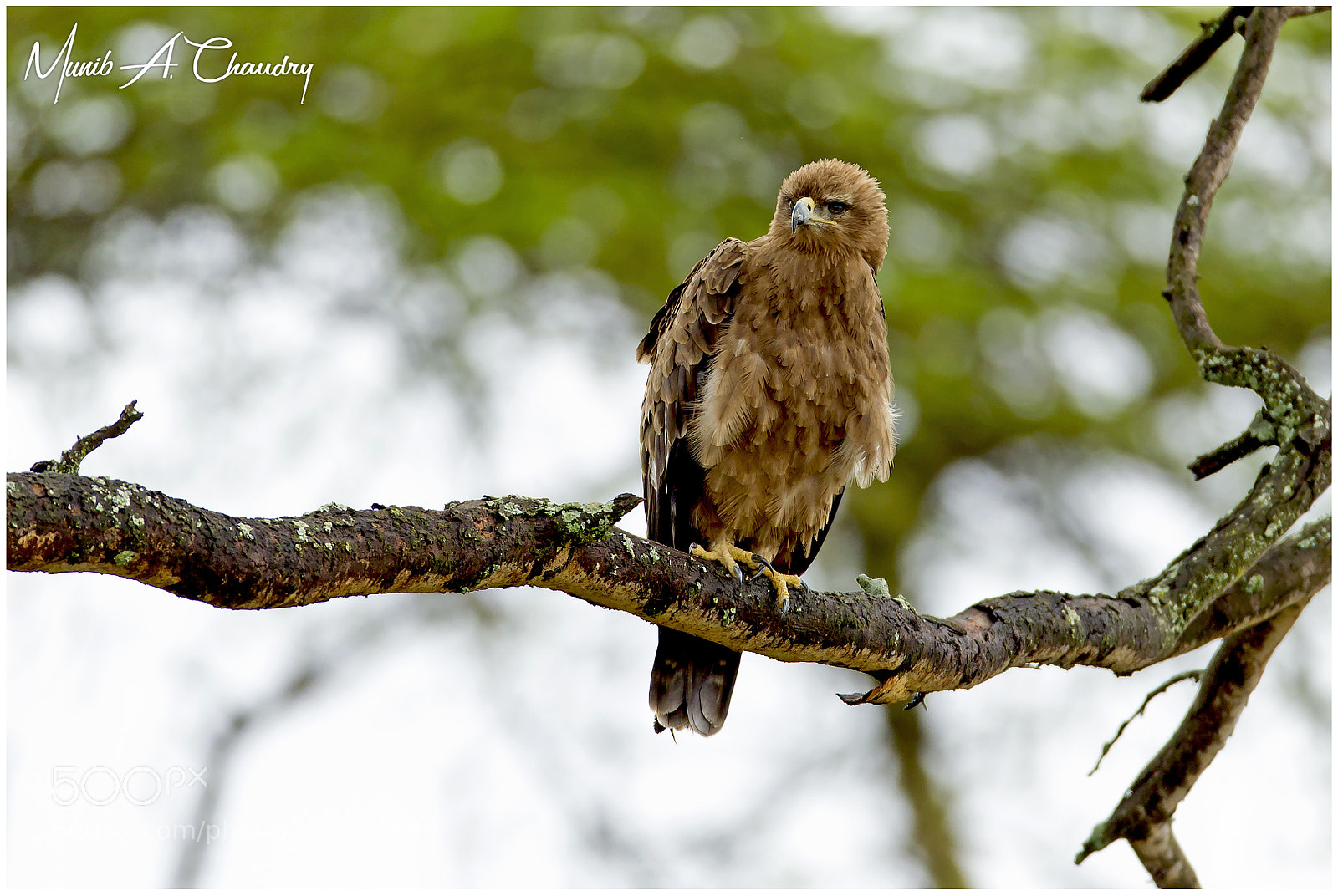 Canon EOS-1D Mark IV sample photo. The wahlberg's lifer! photography