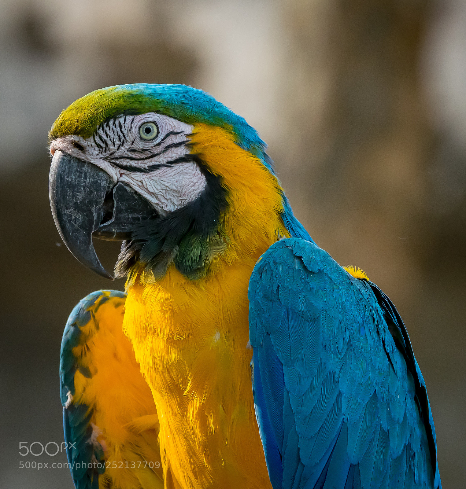 Nikon D5300 sample photo. The exotic parrot photography