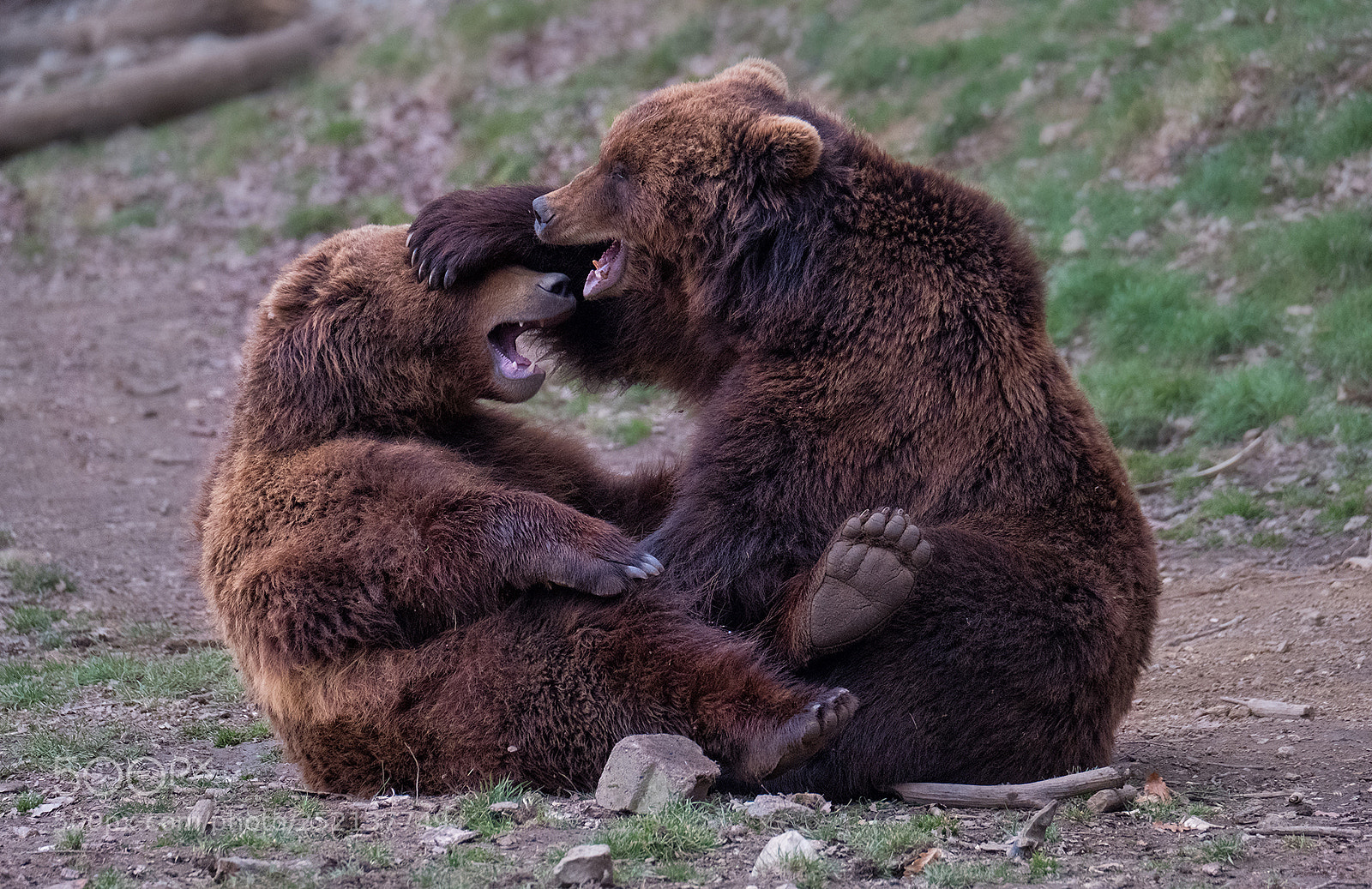 Fujifilm X-T2 sample photo. Bear photography