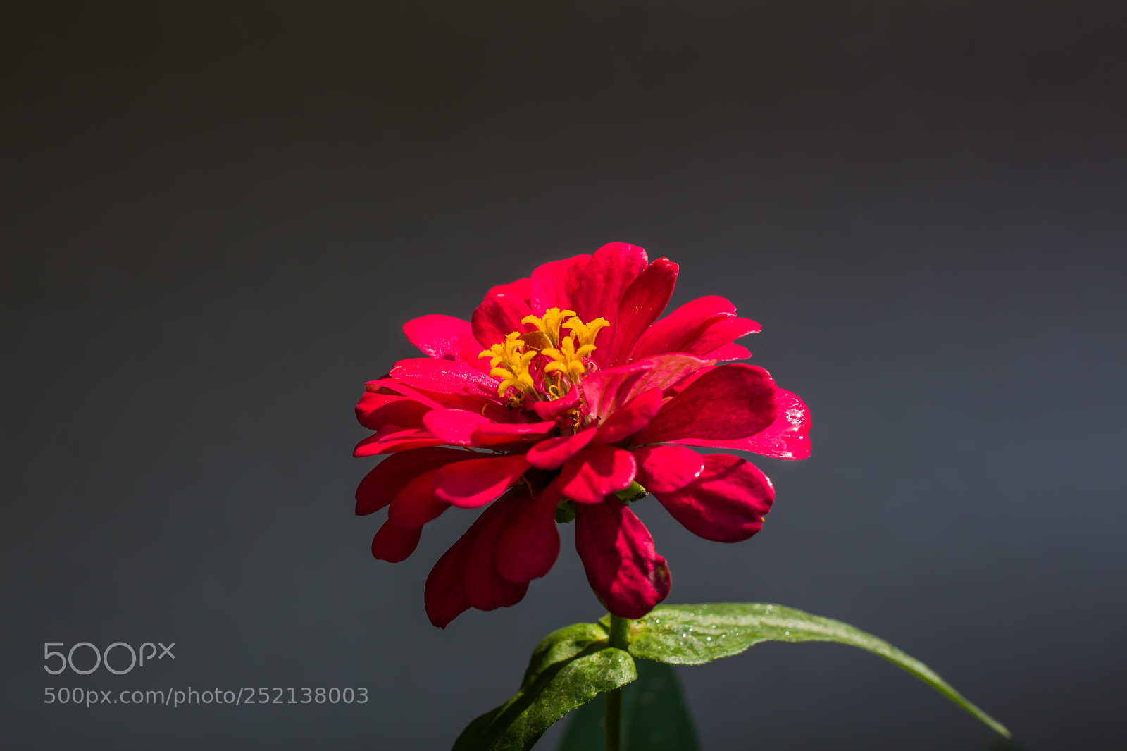 Canon EOS 650D (EOS Rebel T4i / EOS Kiss X6i) sample photo. Beautiful red flowers in photography
