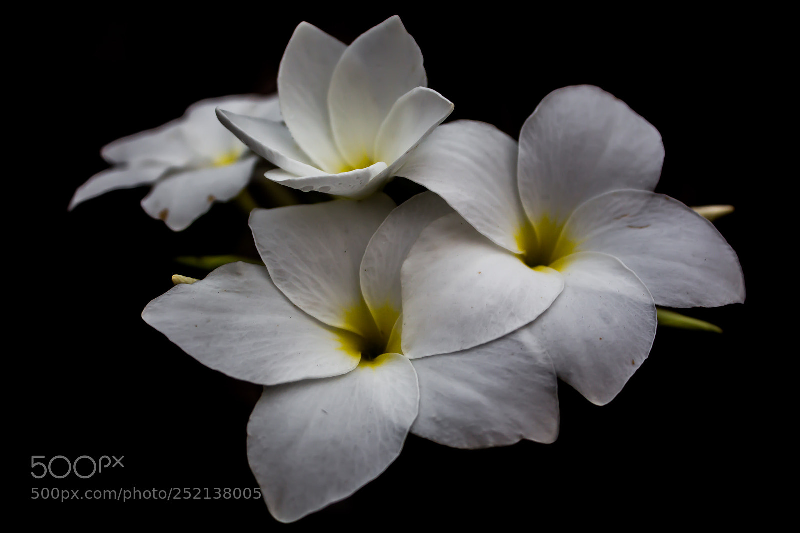 Canon EOS 650D (EOS Rebel T4i / EOS Kiss X6i) sample photo. White flowers background black photography