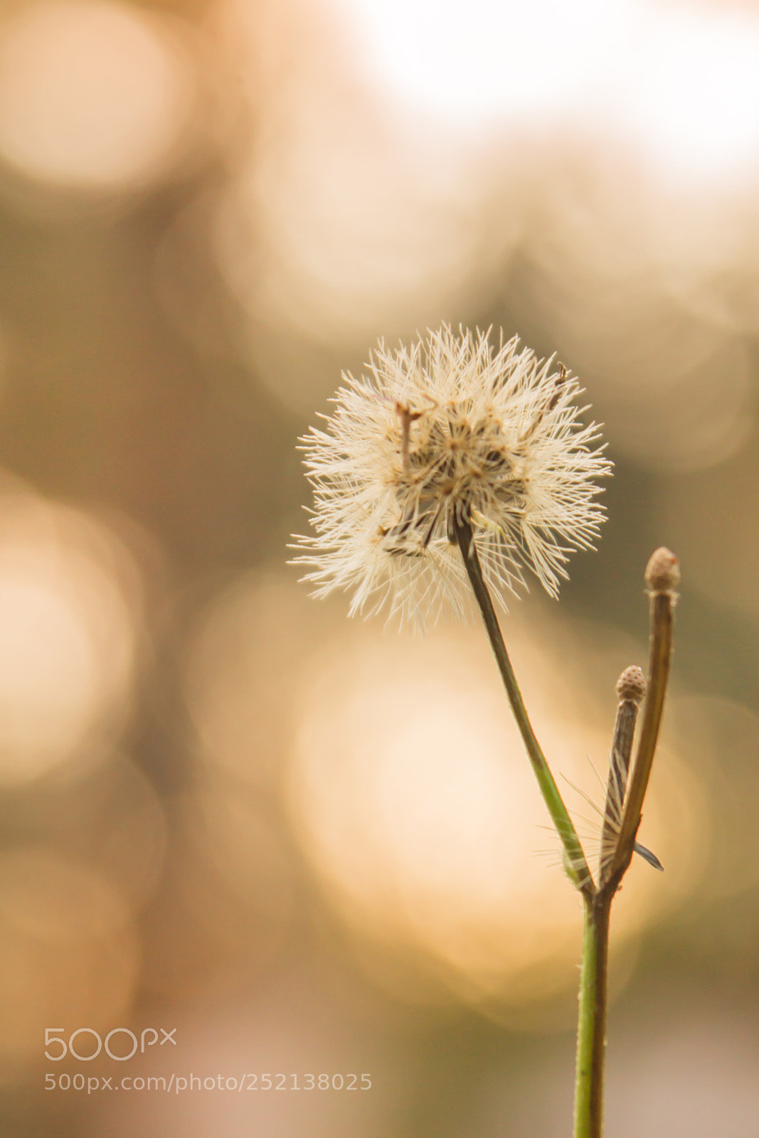 Canon EOS 650D (EOS Rebel T4i / EOS Kiss X6i) sample photo. White grass flowers, bokeh photography
