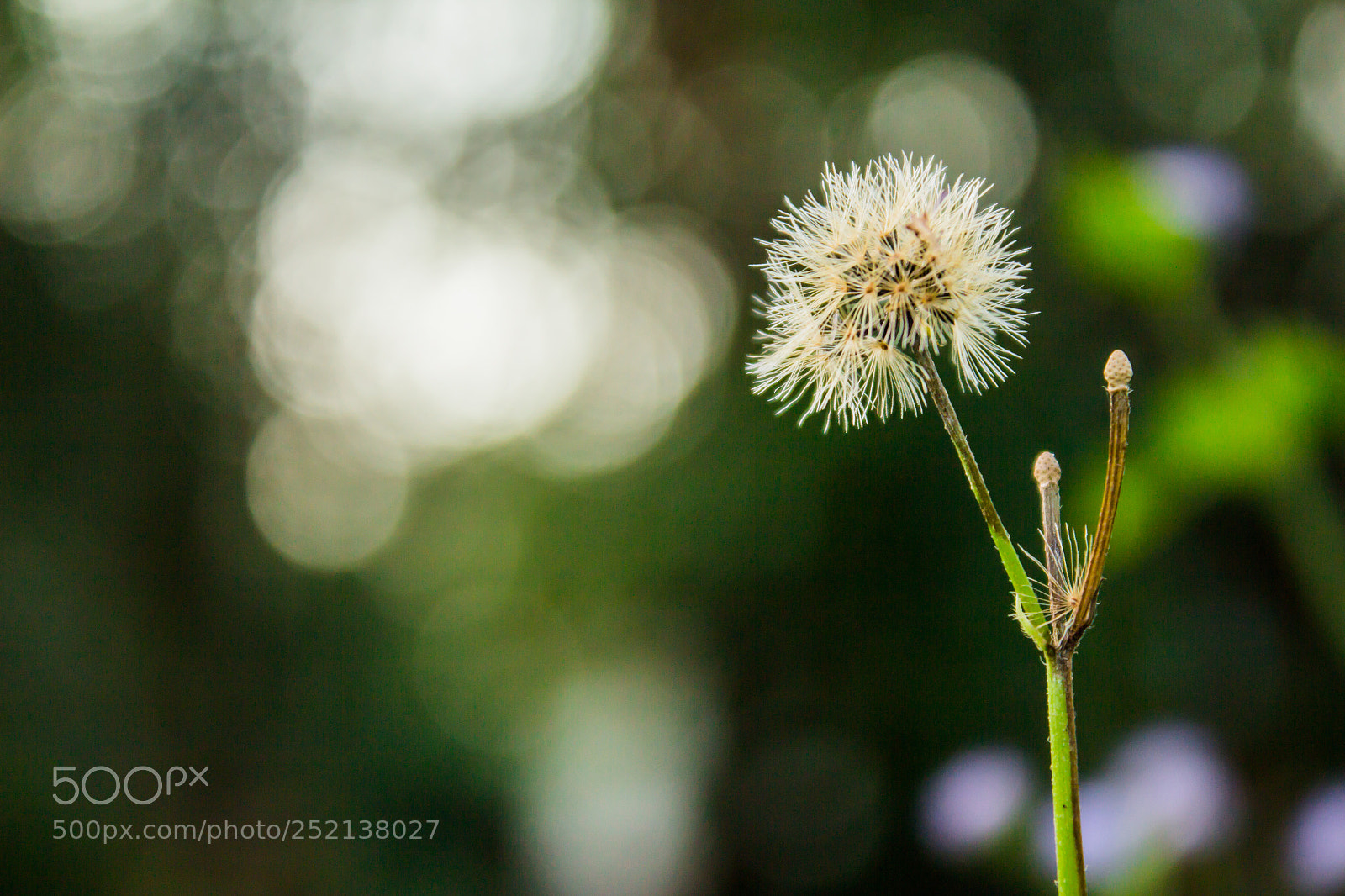 Canon EOS 650D (EOS Rebel T4i / EOS Kiss X6i) sample photo. White grass flowers, bokeh photography