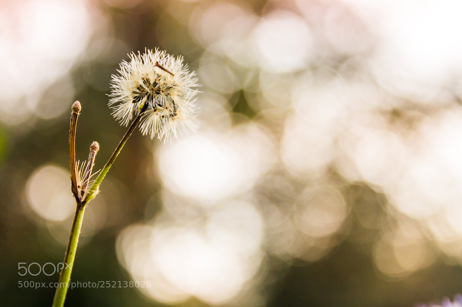 Canon EOS 650D (EOS Rebel T4i / EOS Kiss X6i) sample photo. White grass flowers, bokeh photography