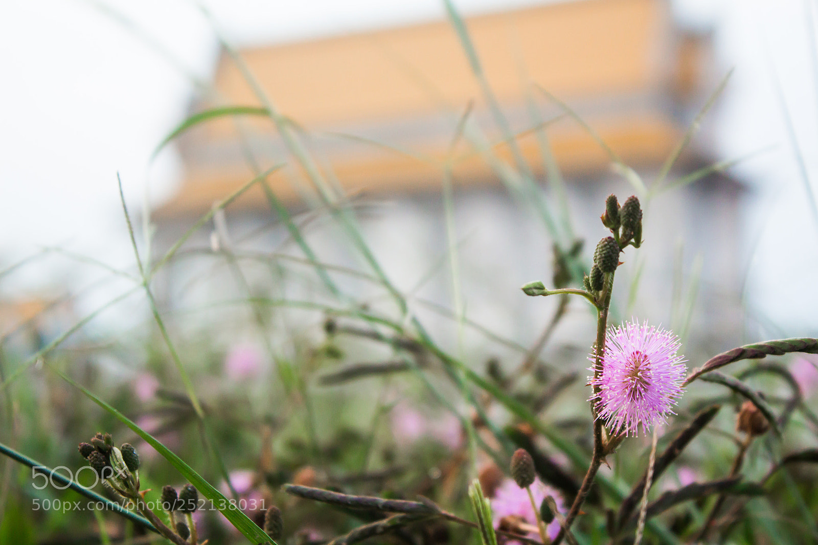 Canon EOS 650D (EOS Rebel T4i / EOS Kiss X6i) sample photo. Beautiful purple flowers in photography