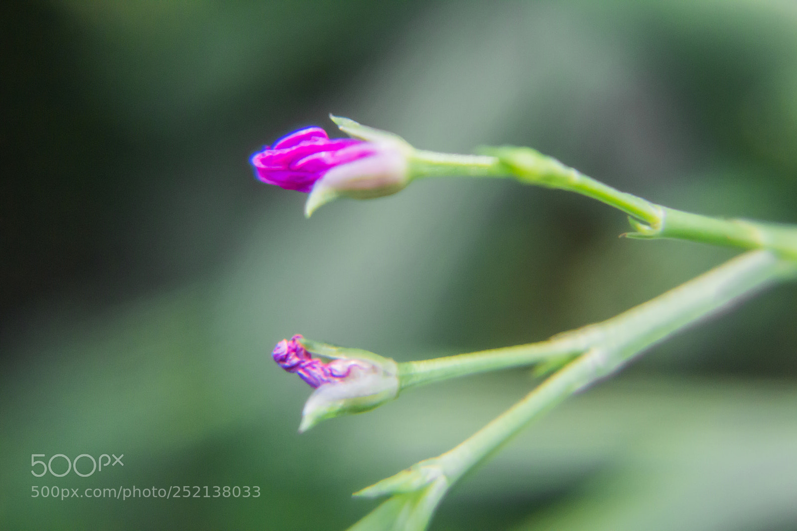 Canon EOS 650D (EOS Rebel T4i / EOS Kiss X6i) sample photo. Beautiful purple flowers in photography