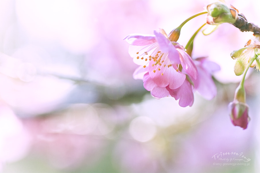 Early Spring #7 by Yoshiharu Kawagoe on 500px.com