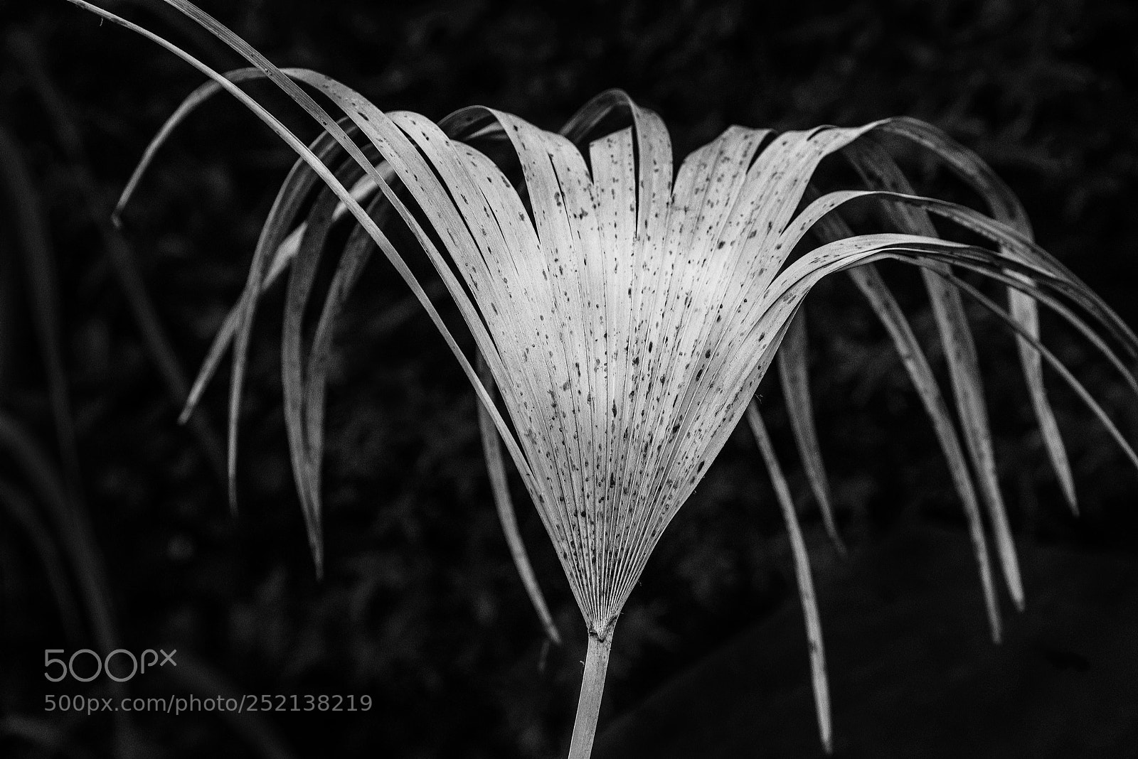 Nikon D810 sample photo. Dead fan b&w photography
