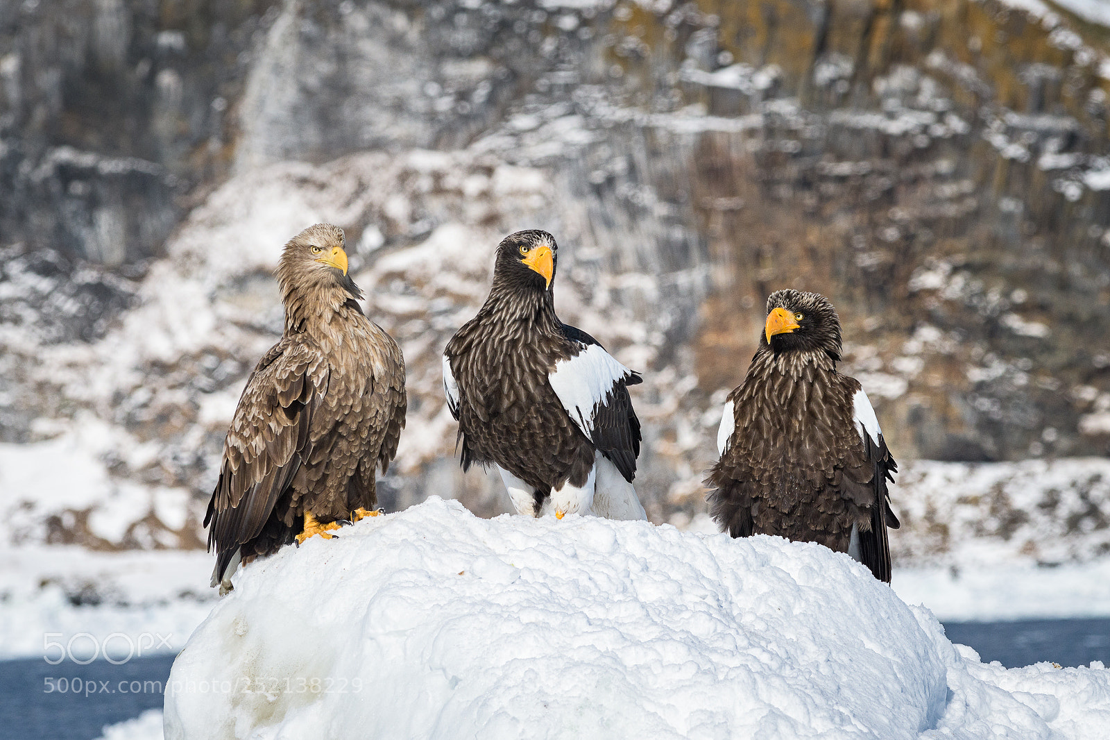 Nikon D500 sample photo. Good looking trio photography