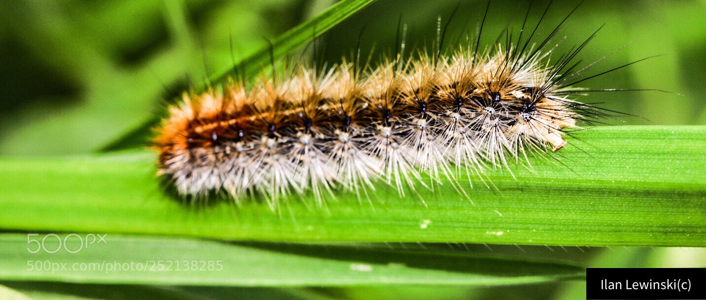 Canon EOS 80D sample photo. Untitled photography