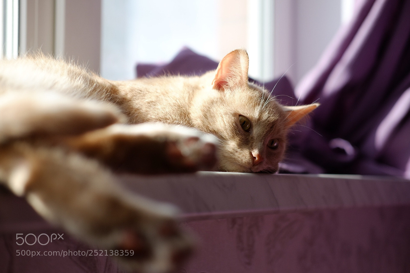 Fujifilm X-T10 sample photo. Cat photography
