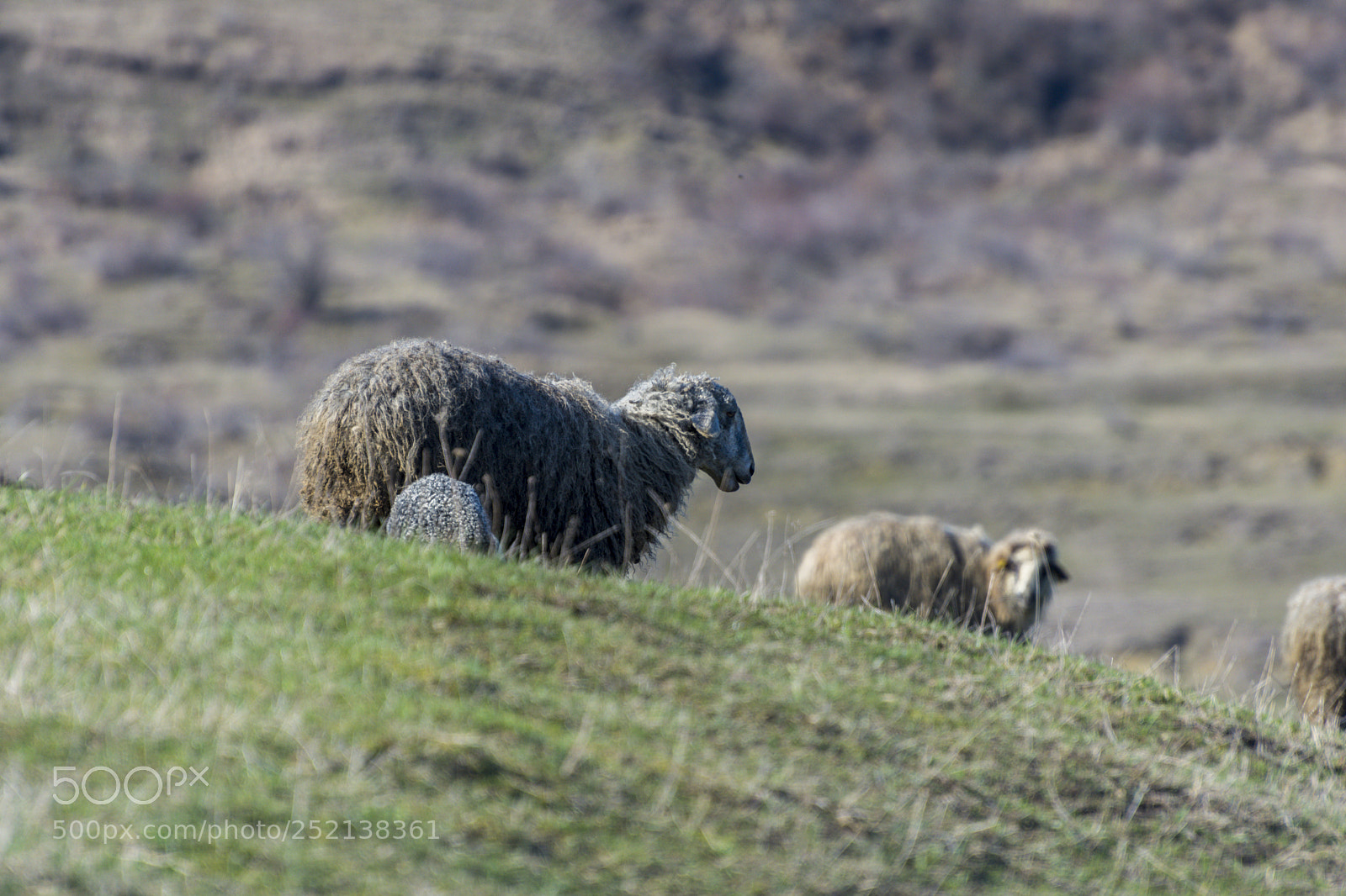 Nikon D7200 sample photo. Morning walk photography