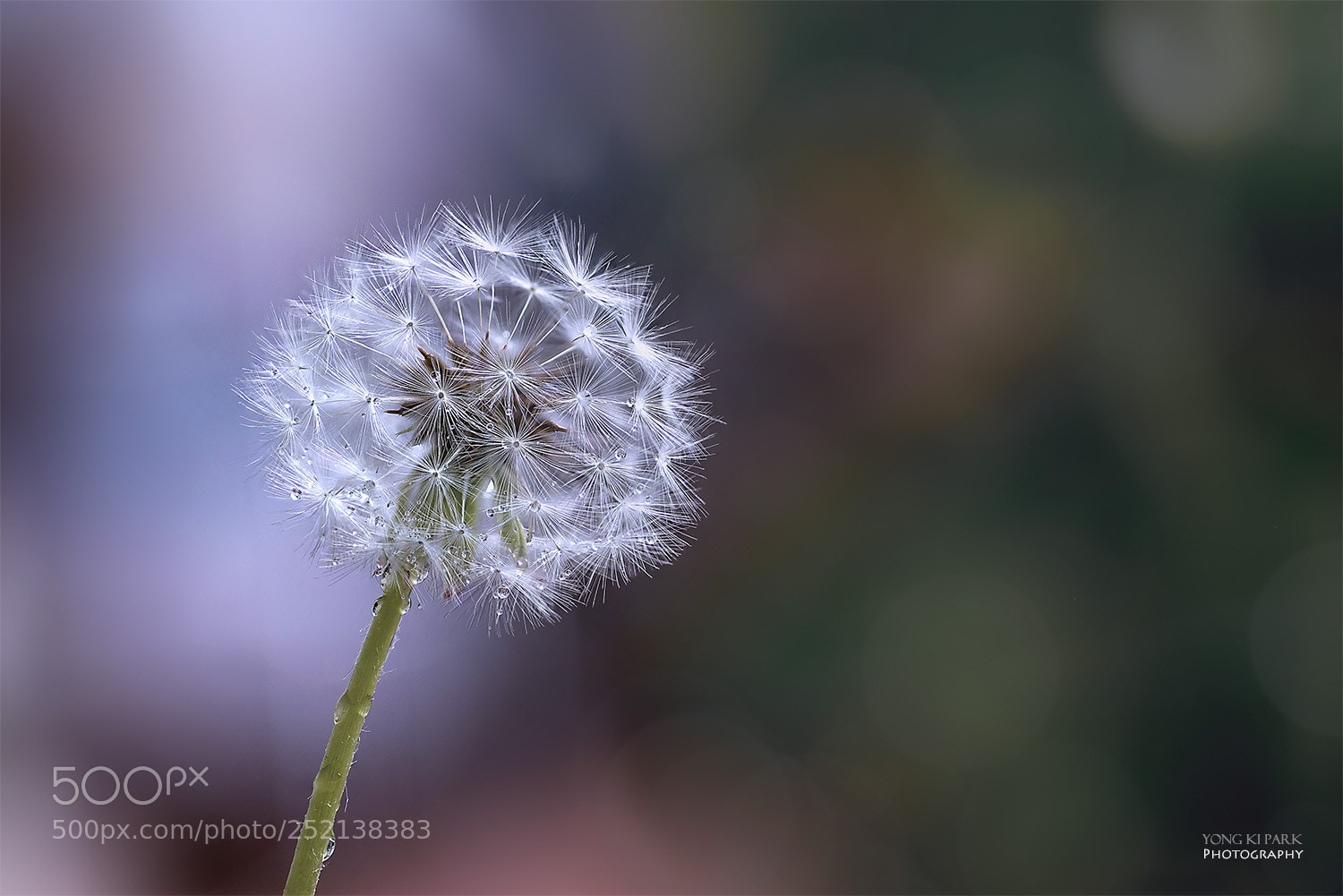 Pentax K-1 sample photo. Spring again-9 photography