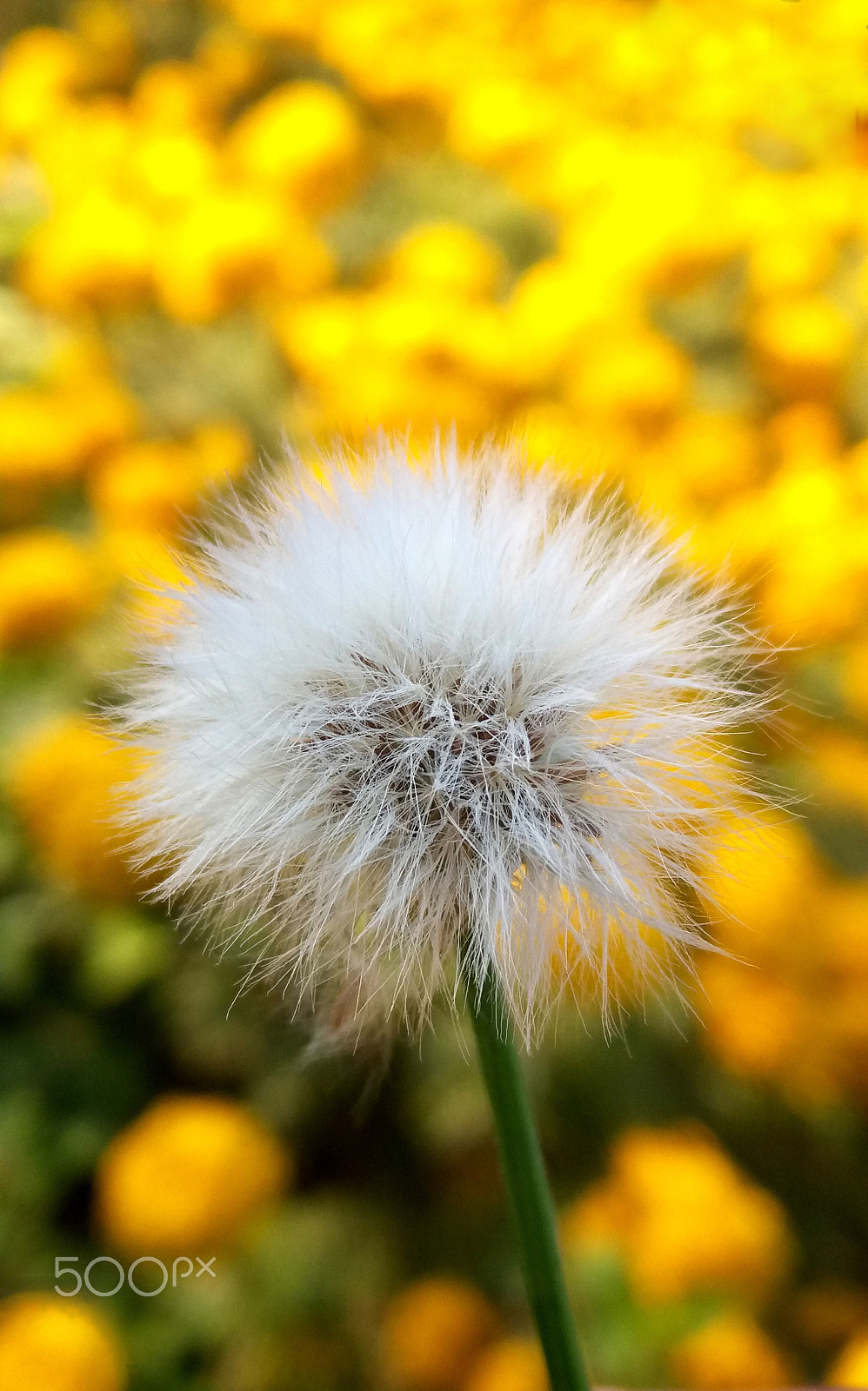 Samsung Galaxy A9 Pro sample photo. Dandelion with marigold flower photography