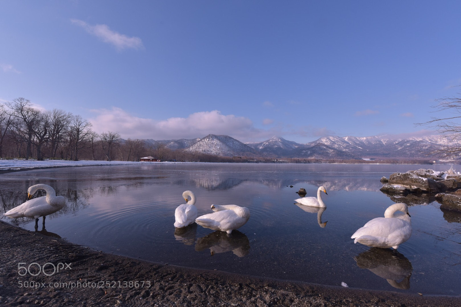 Nikon D810 sample photo. Swans in hot spring photography