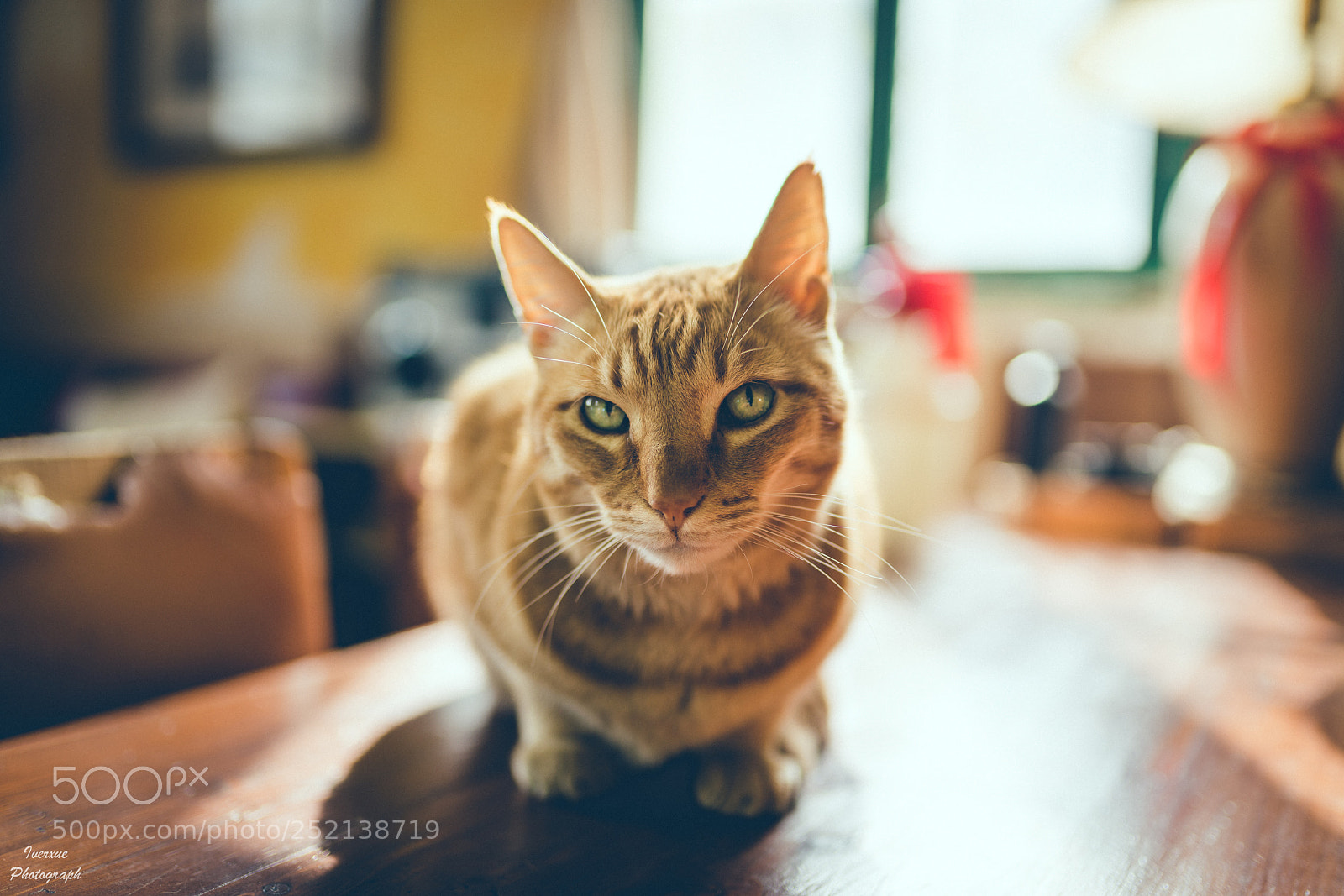 Sony a7R II sample photo. Cat photography