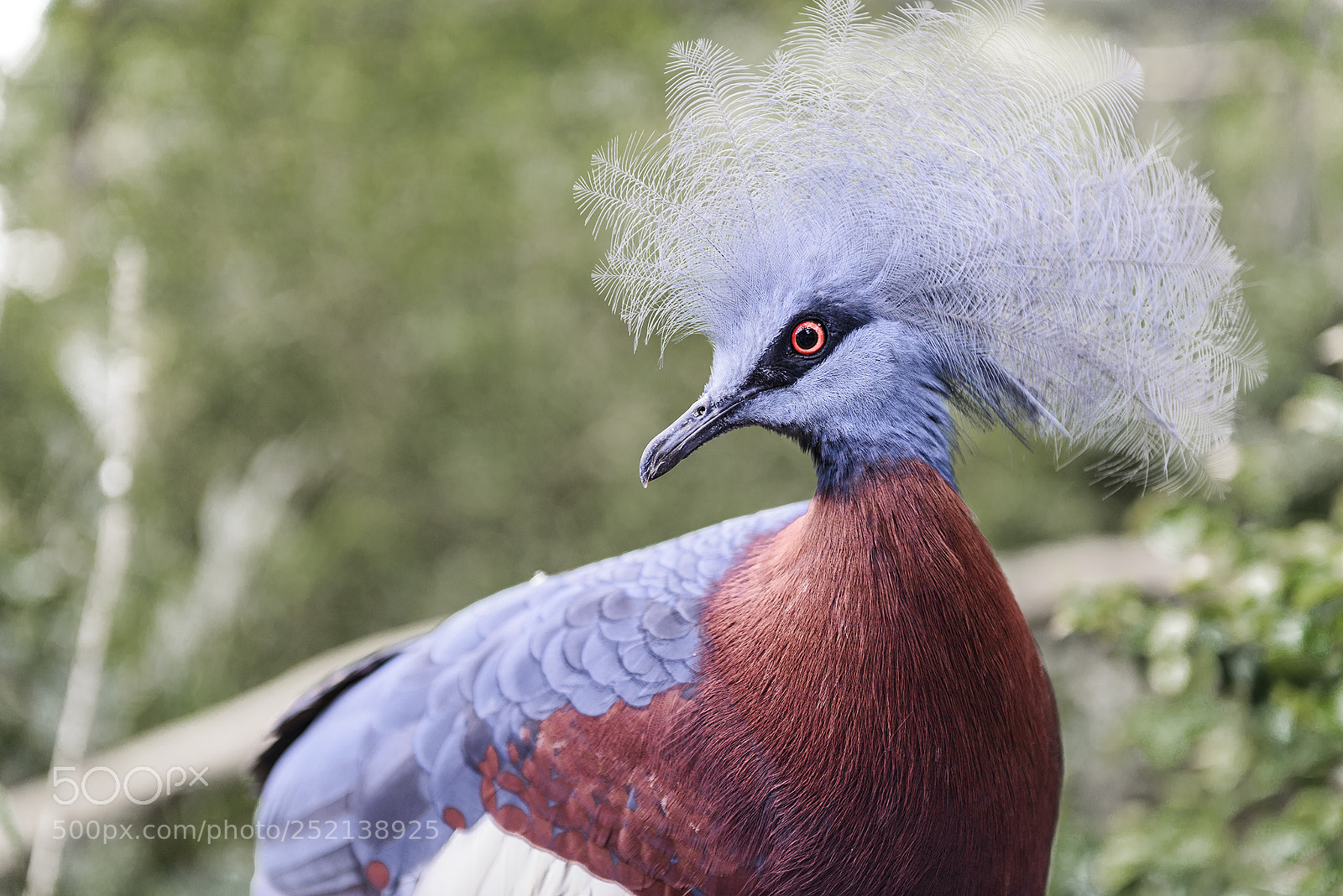 Nikon D800 sample photo. Goura species photography