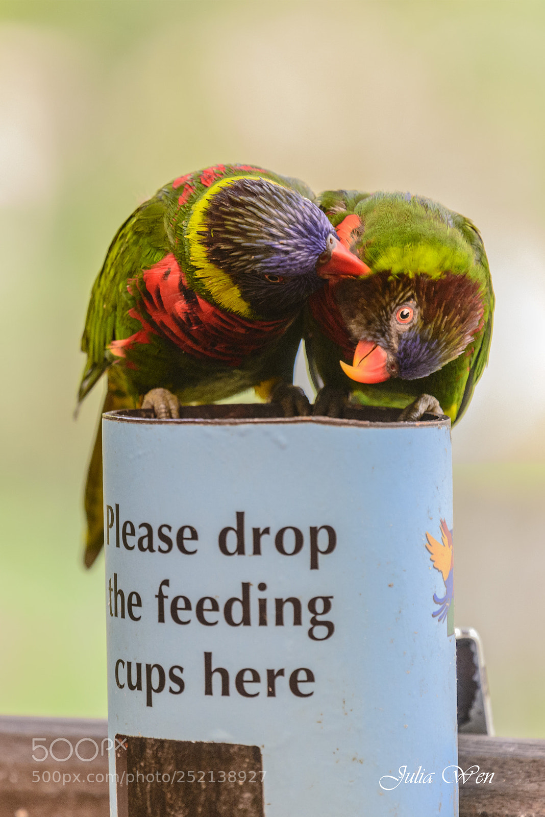 Nikon D800 sample photo. Rainbow lorikeet photography
