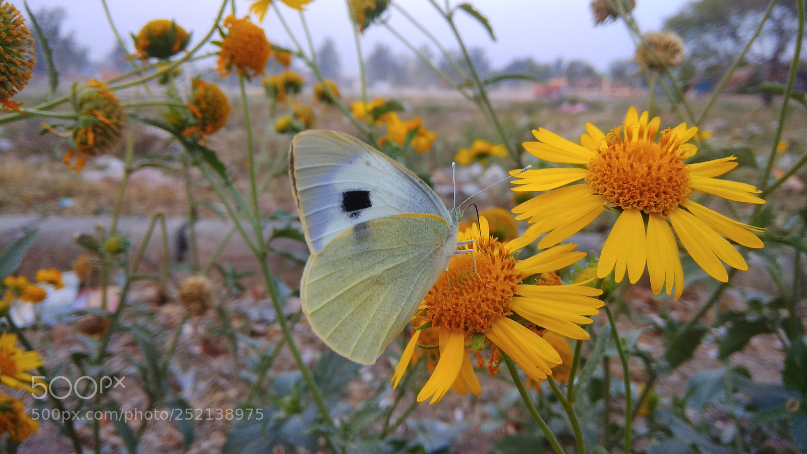 Xiaomi Redmi Note 4 sample photo. Butterfly... photography