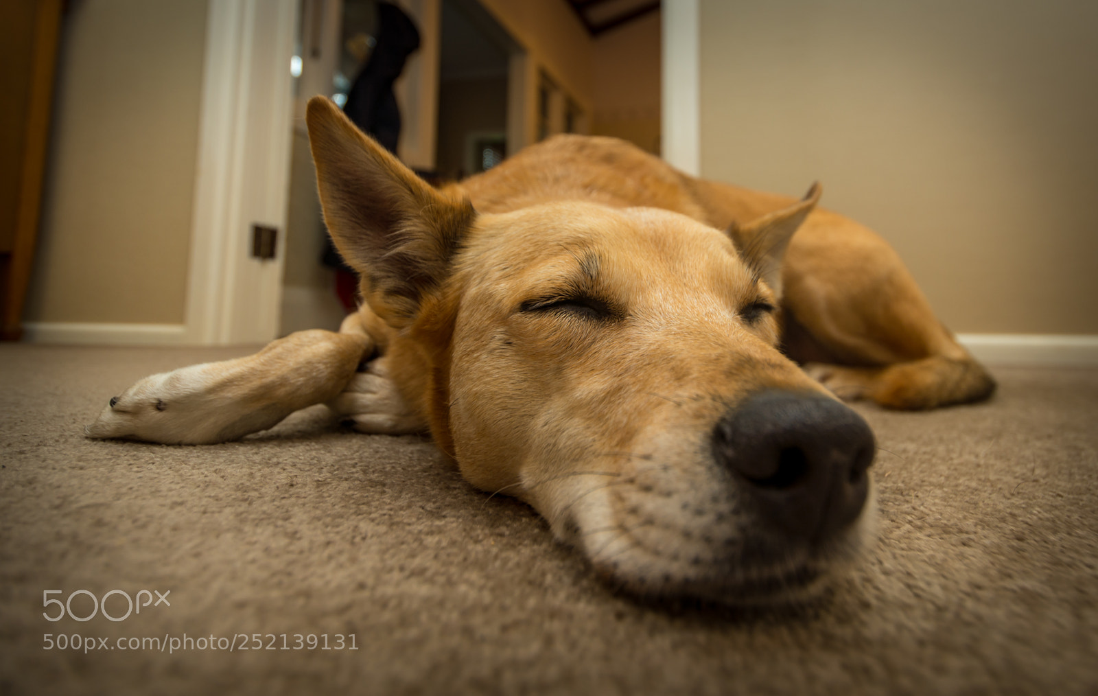 Nikon D7200 sample photo. Taty snoozing photography