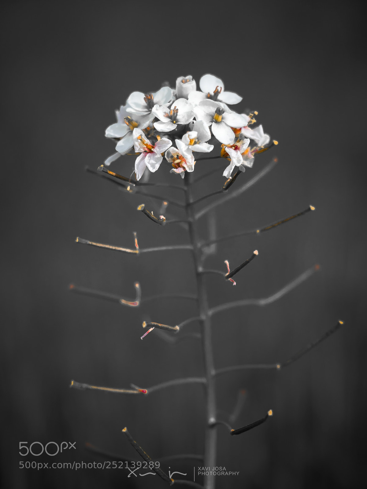 Olympus OM-D E-M1 Mark II sample photo. Colored spots over b photography