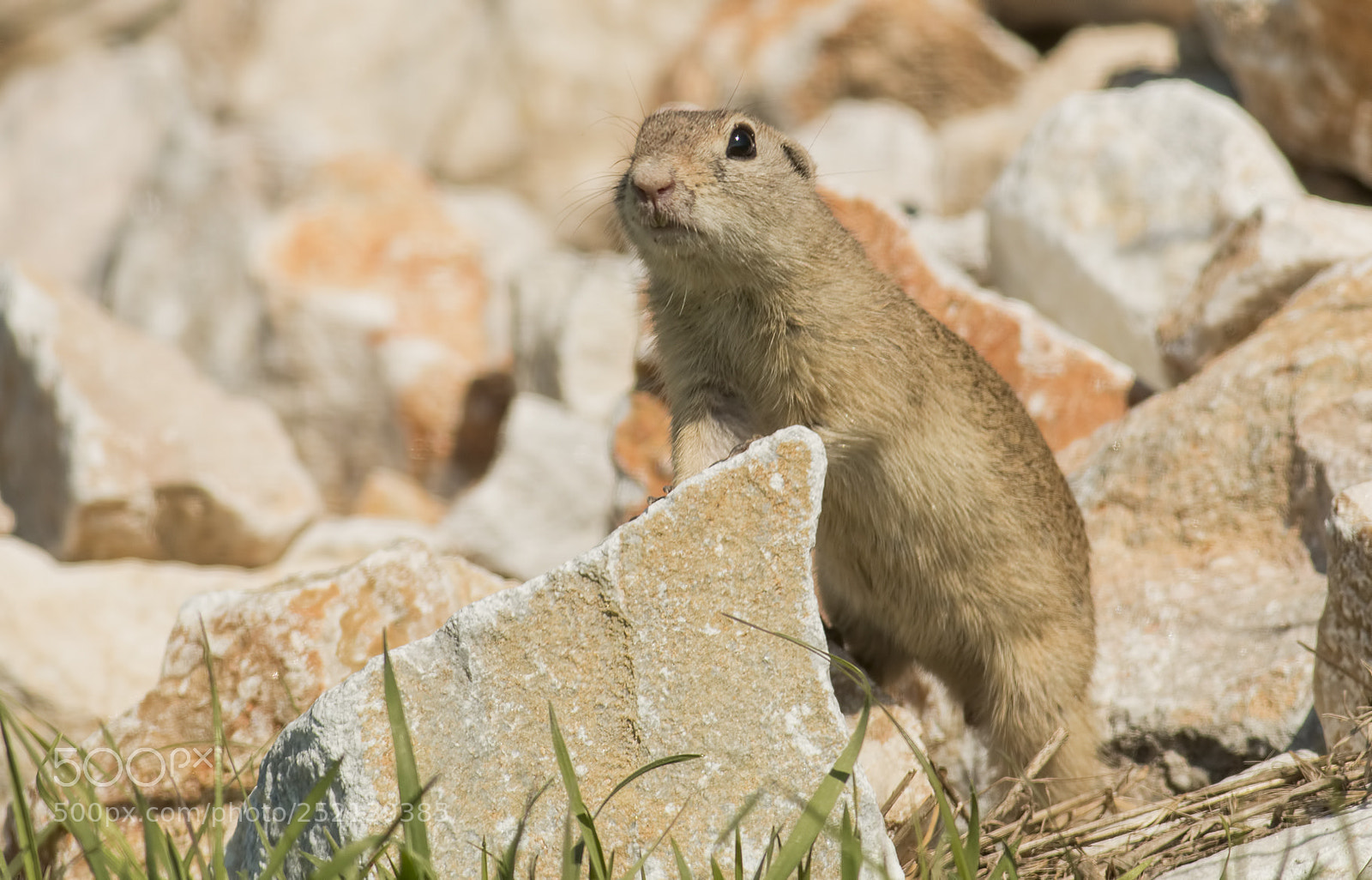 Canon EOS 70D sample photo. European ground squirrel spermophilus photography