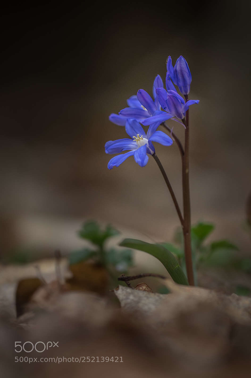 Pentax K-3 sample photo. Frühblüher 2 photography