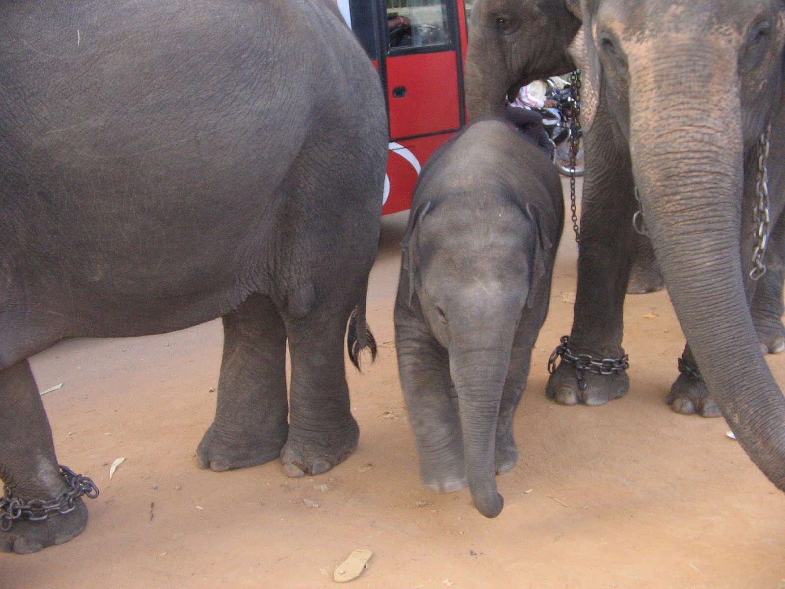 Canon POWERSHOT A400 sample photo. Baby elephant  photography