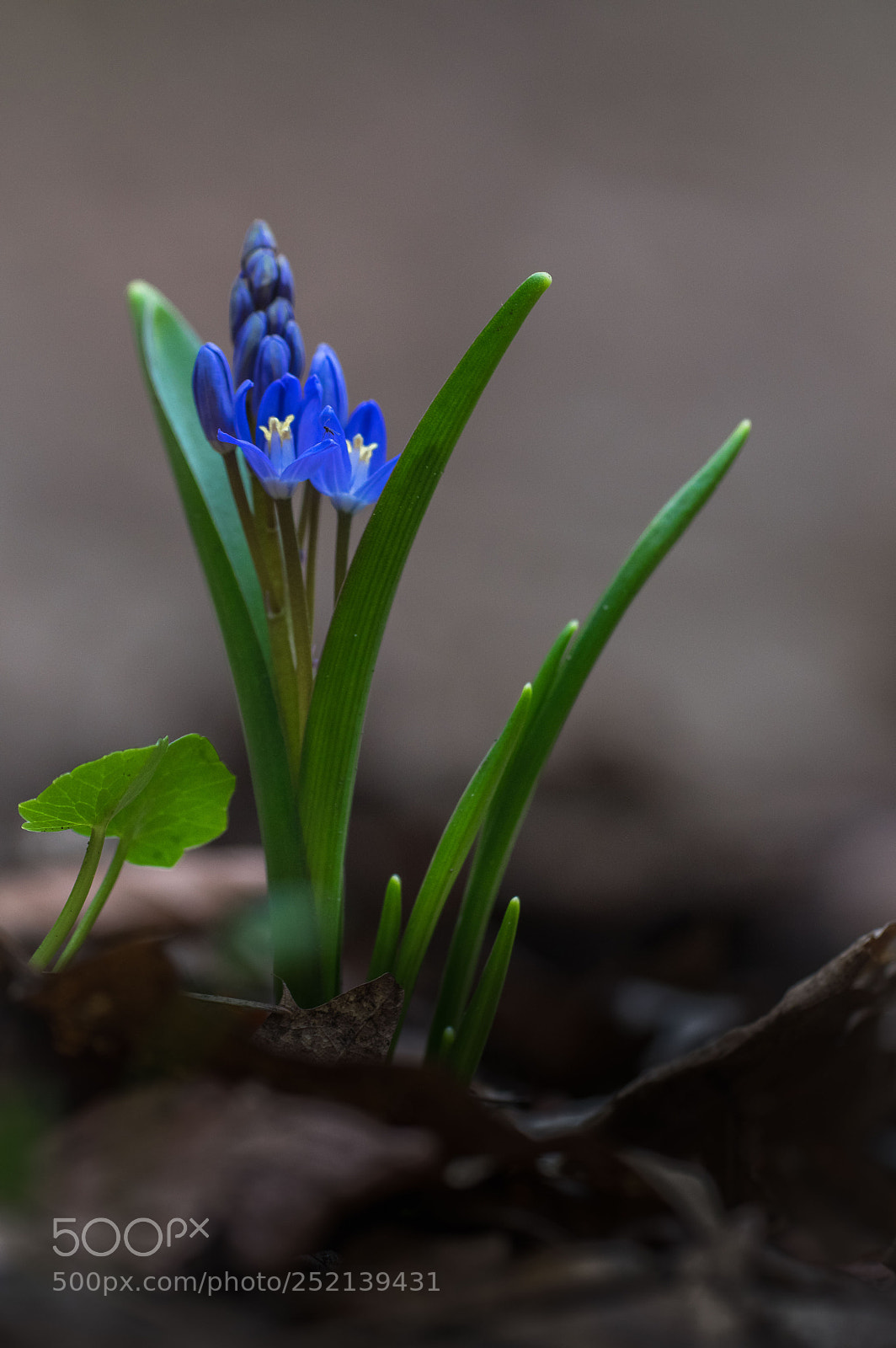 Pentax K-3 sample photo. Frühblüher 3 photography