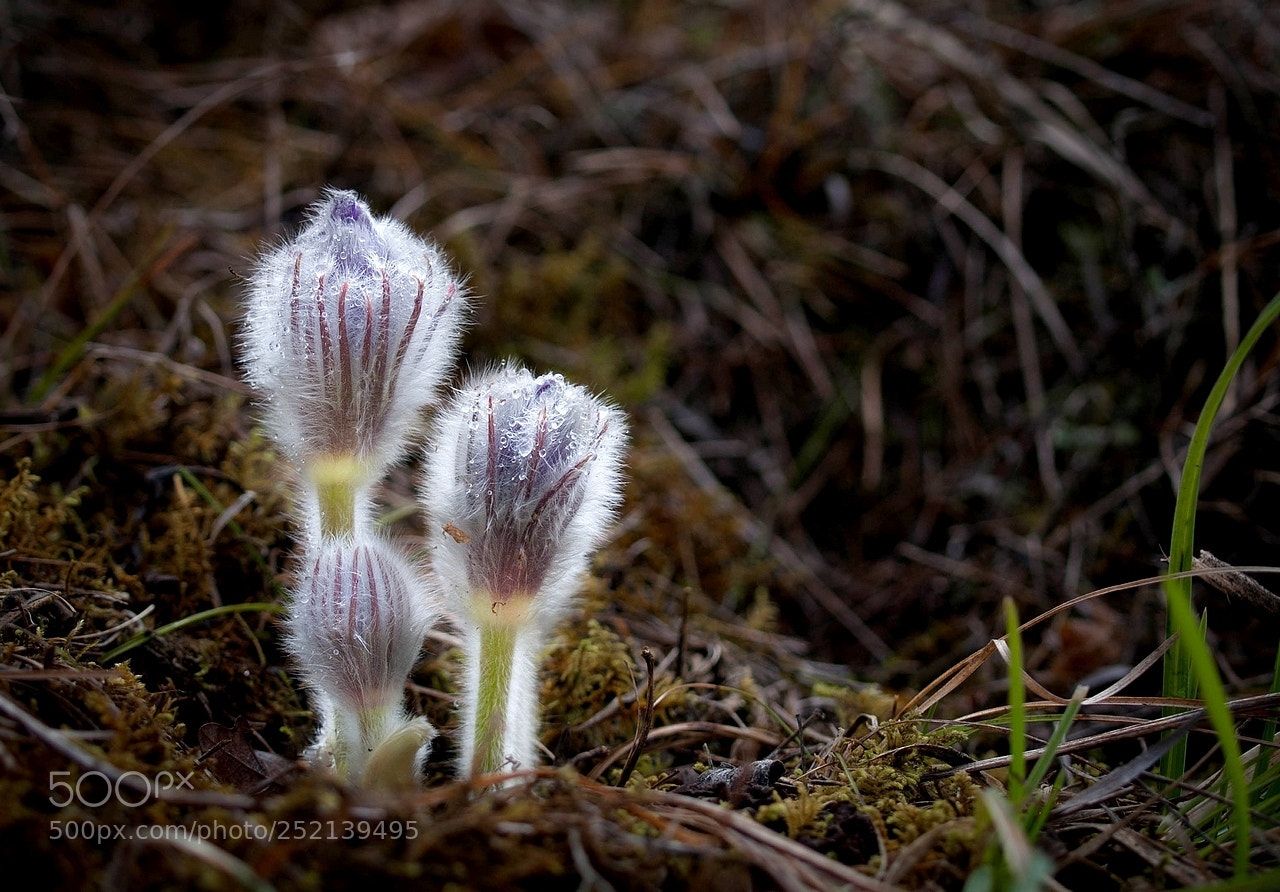 Olympus E-3 sample photo. Morning pasque flower buds photography