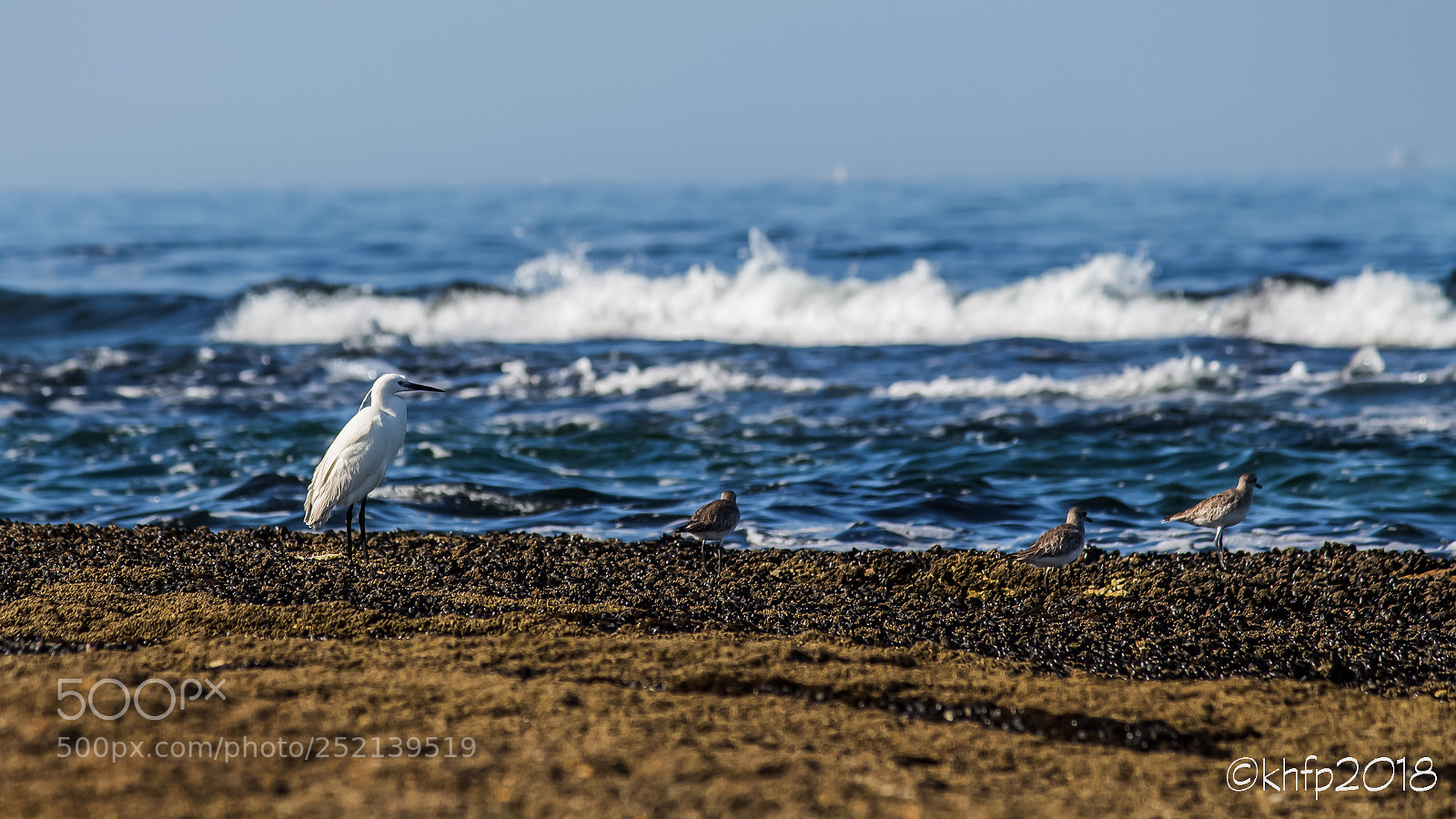 Canon EOS 650D (EOS Rebel T4i / EOS Kiss X6i) sample photo. Egret - langstrand 2 photography