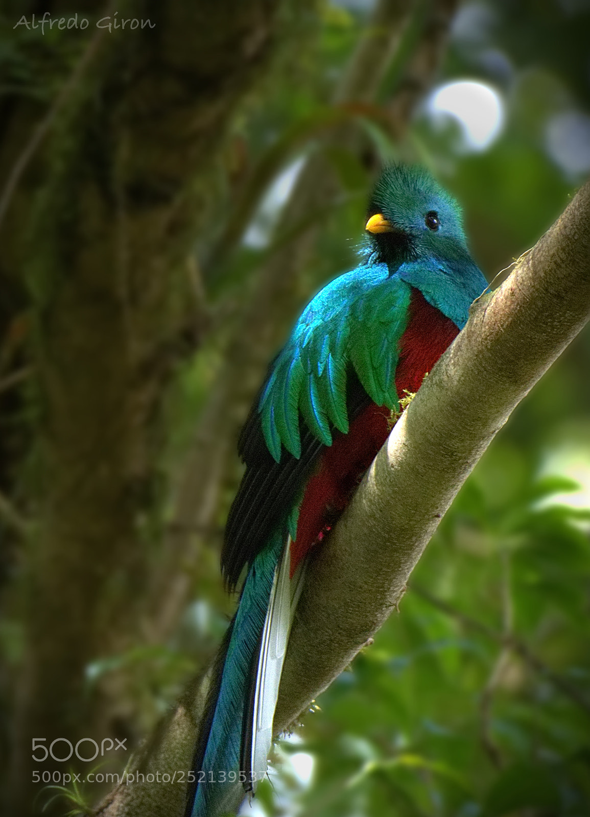 Nikon D500 sample photo. Quetzal photography