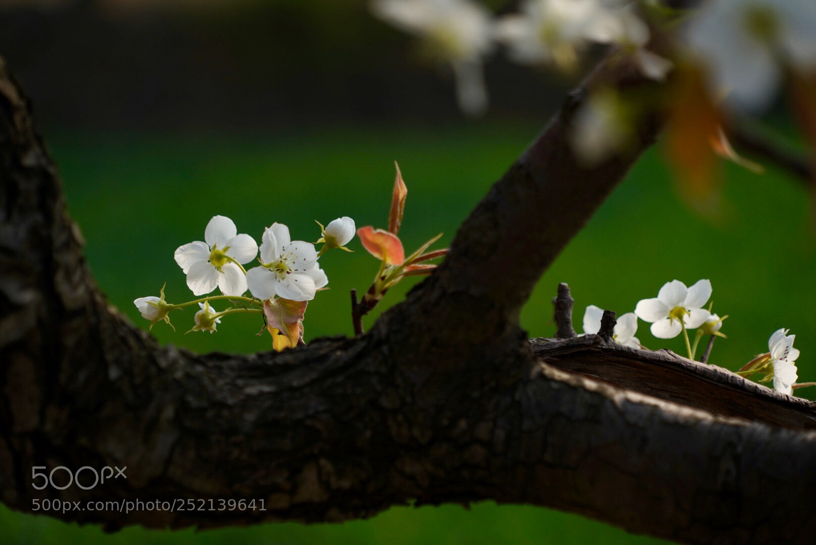 Sony a7R III sample photo. 梨花 photography
