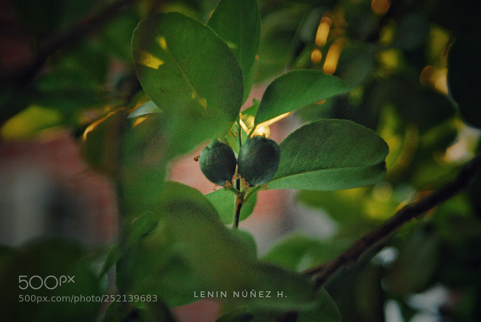 Nikon D80 sample photo. Baby lemon photography