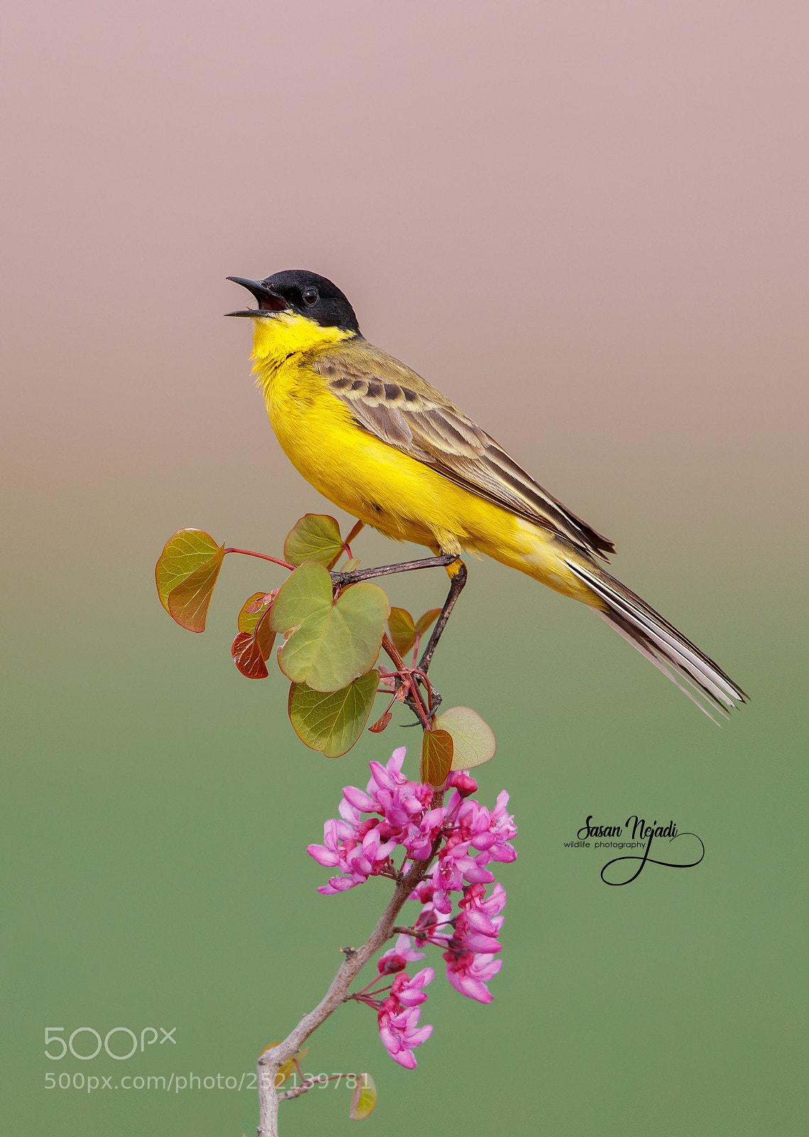 Canon EOS-1D X Mark II sample photo. Yellow wagtail photography