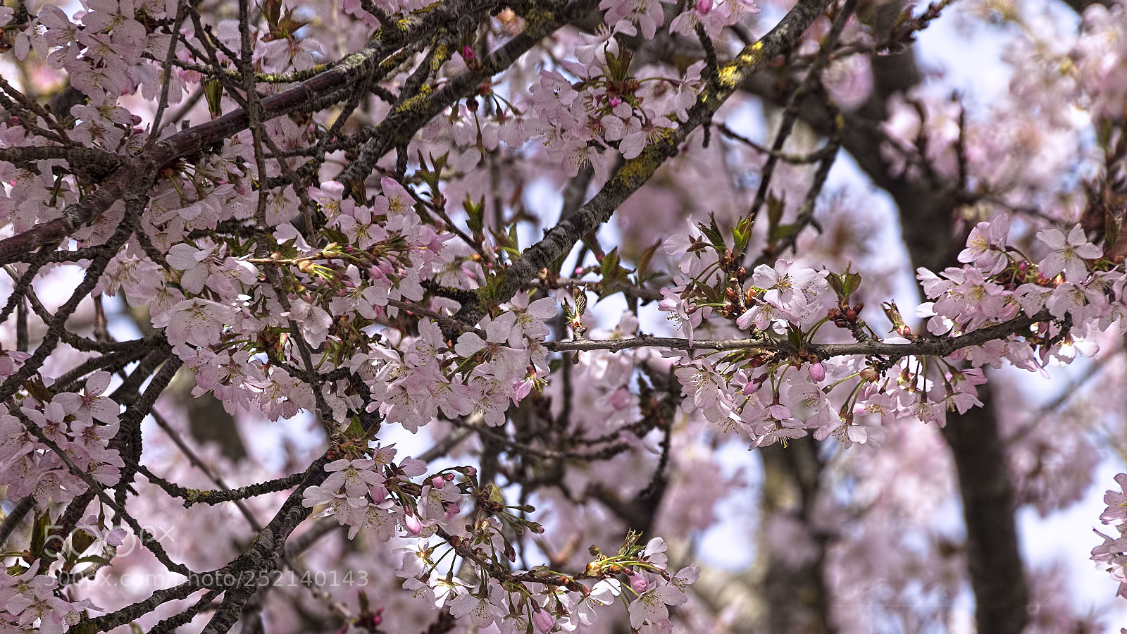 Canon EOS 1100D (EOS Rebel T3 / EOS Kiss X50) sample photo. Printemps photography