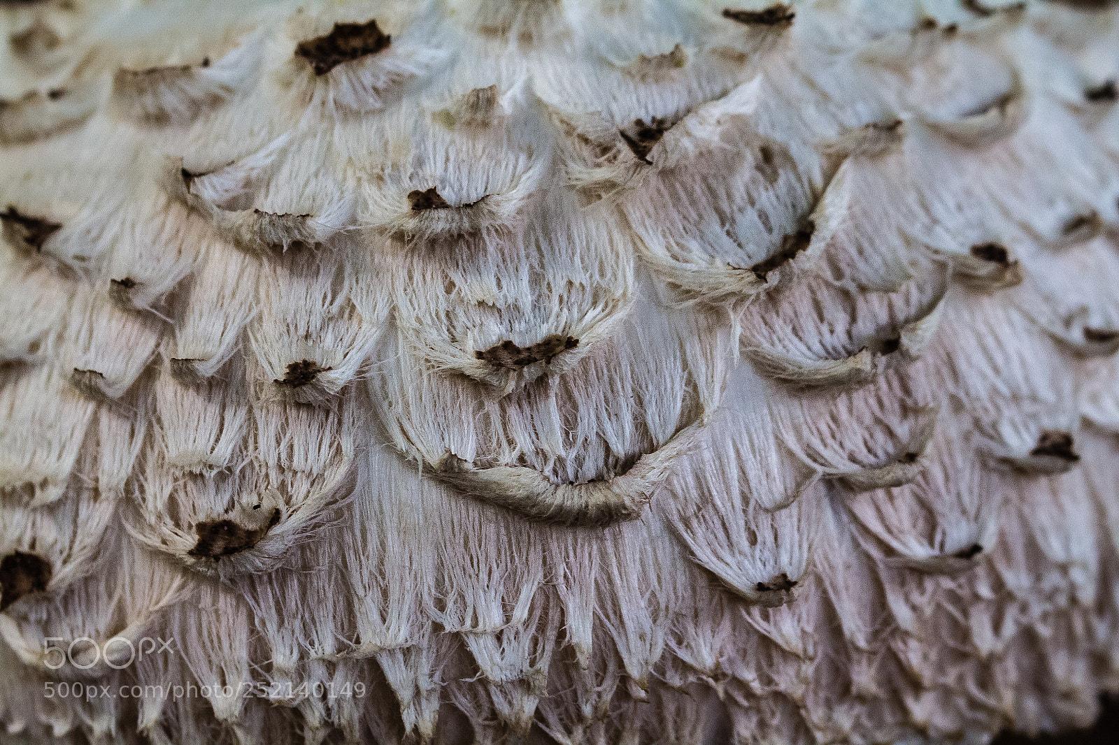 Canon EOS 60D sample photo. Mushroom texture photography