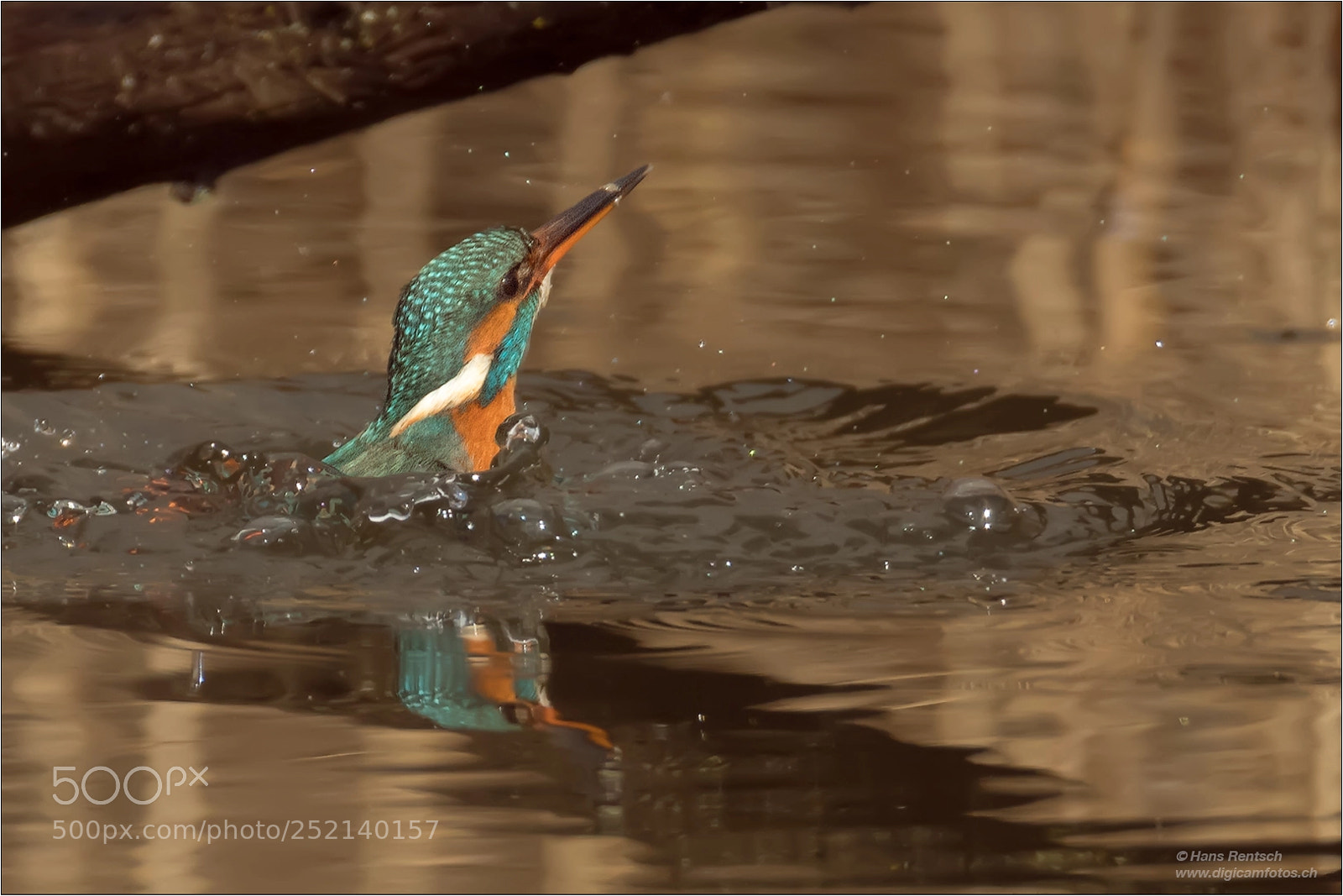 Nikon D850 sample photo. Der fisch war schneller.... photography